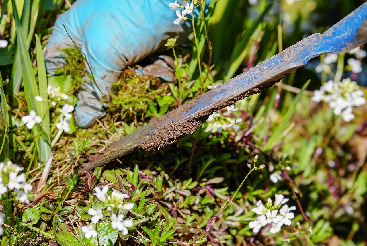 Gartenarbeit mit einer Hand in blauer Gartenhandschuh, die Erde mit einem Gartengerät entfernt, umgeben von kleinen weißen Blumen und grünen Pflanzen.