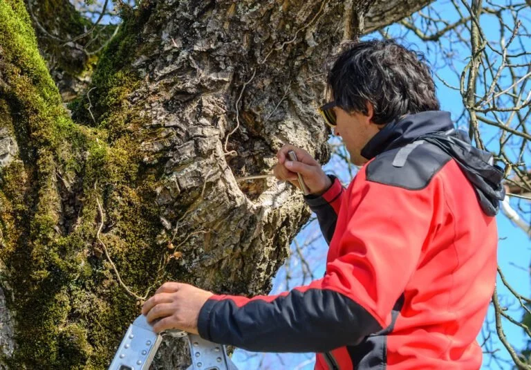 Mann untersucht den Baum mit einem Bohrer, trägt eine rote Jacke und Sonnenbrille, während er auf einer Leiter steht.