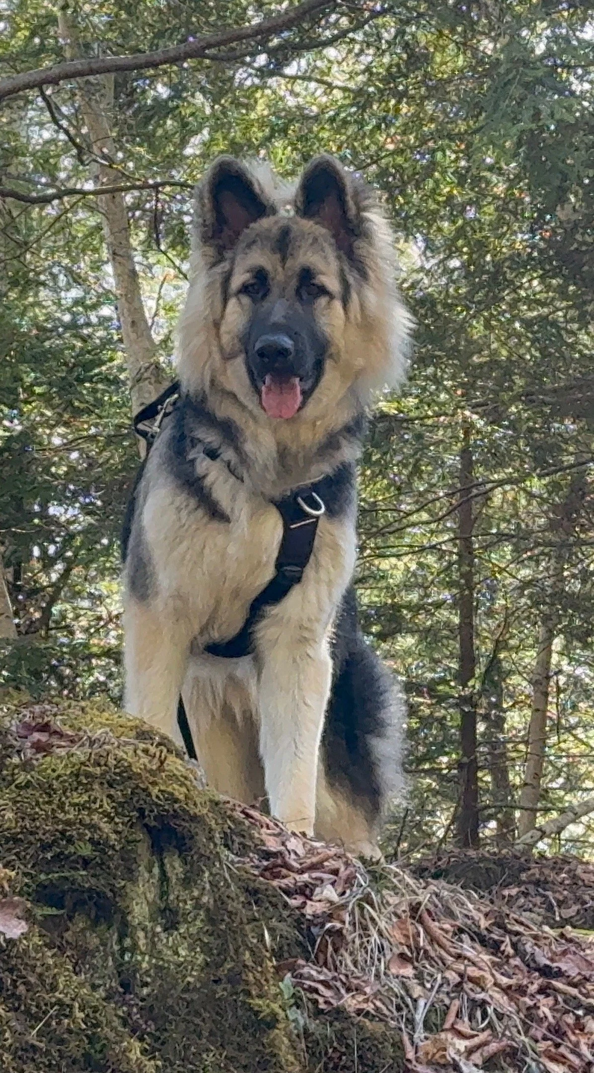 Why You Actually Don't Want a "Well-Trained" Dog