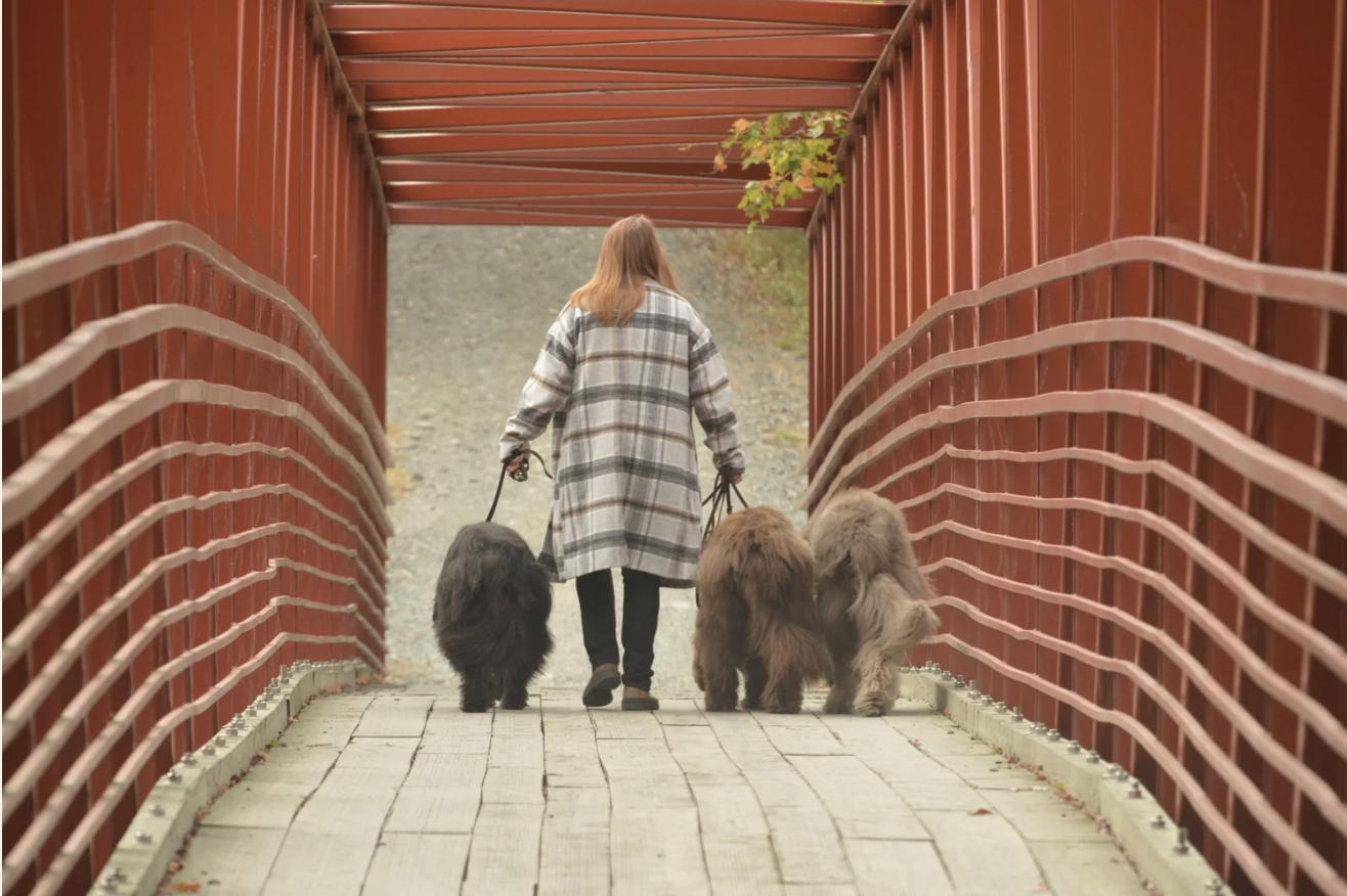 Why Your Dog Stopped Listening (And Why It’s Not Their Fault)