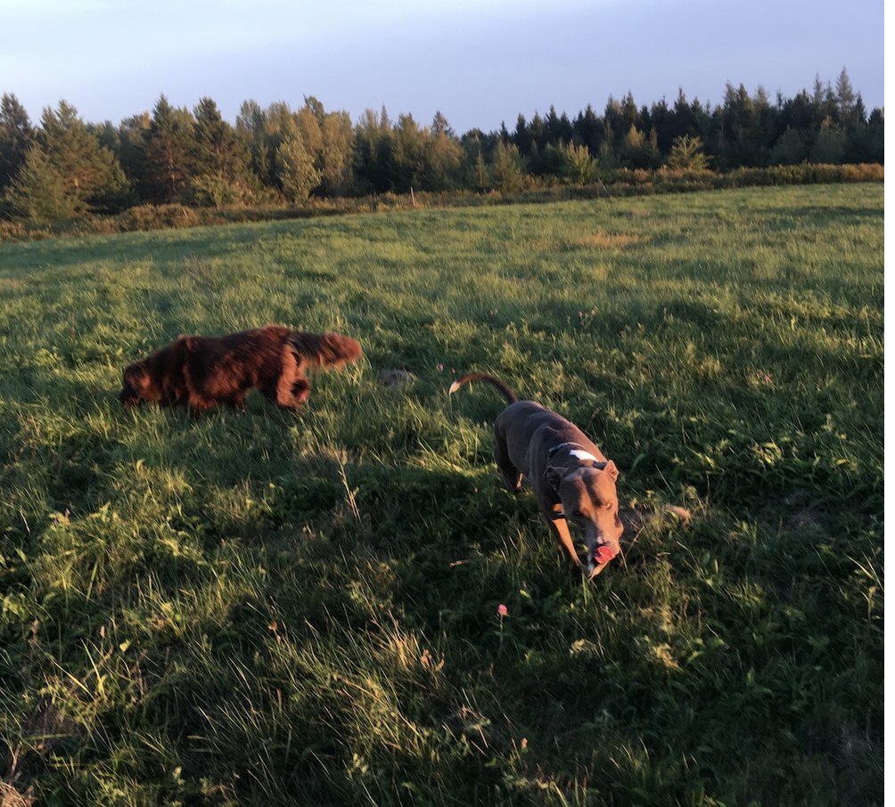 Stop Trying to Be the Bigger Squirrel: Why Your Dog Chooses the Environment Over You