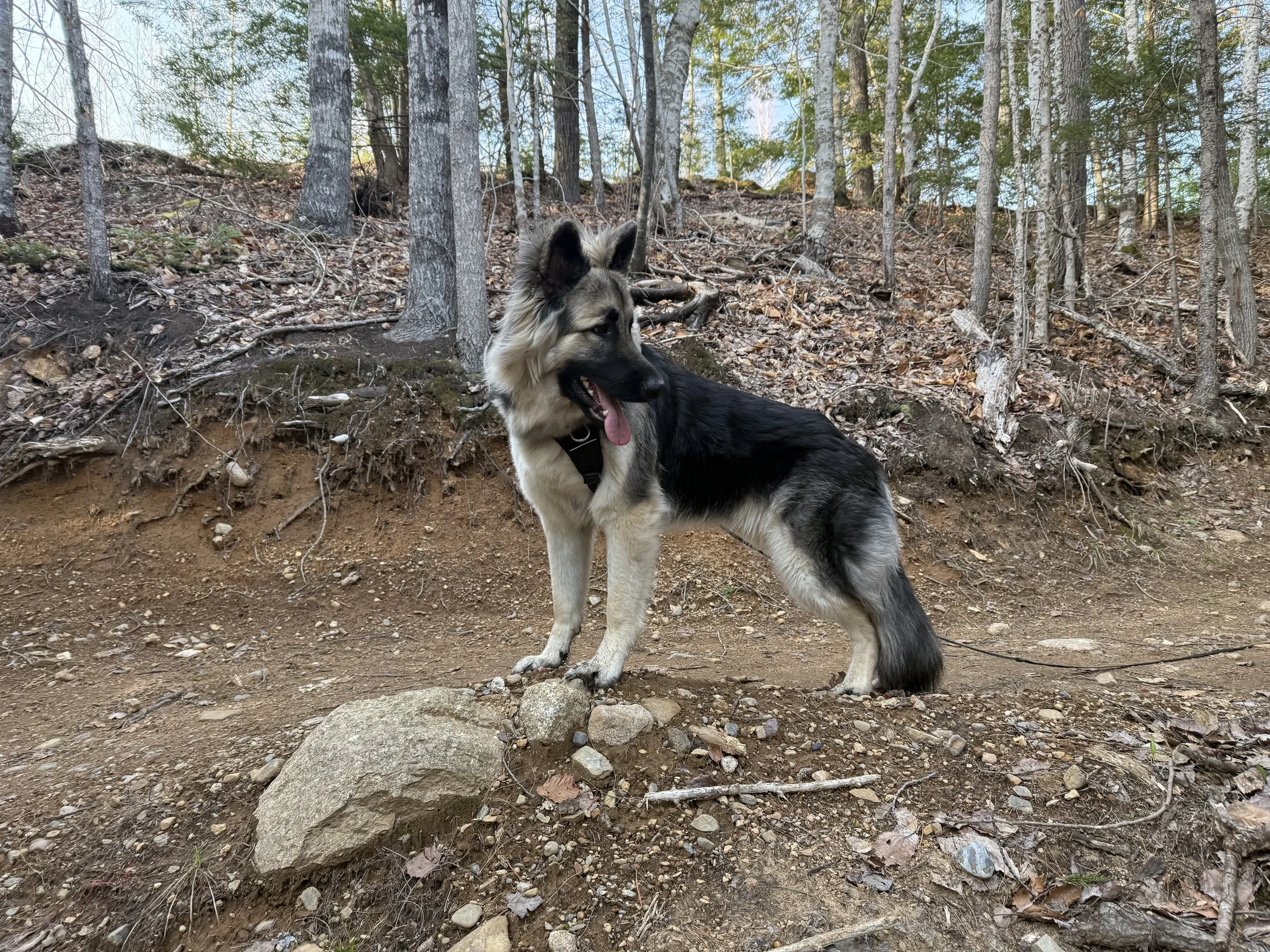 Am I Helping My Dog... or Making Things Worse? When to Butt In and When to Butt Out