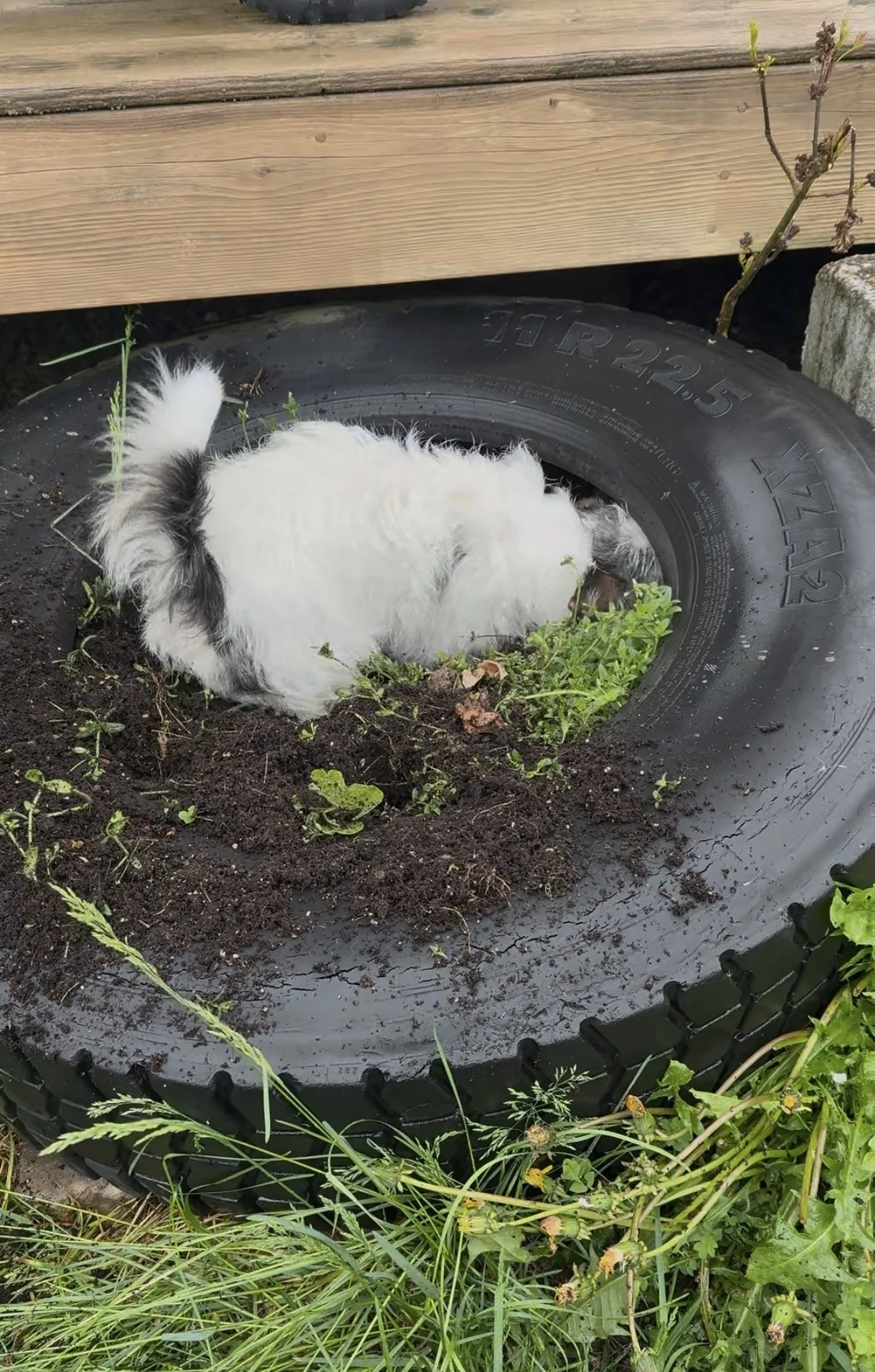 Are You Doing Too Much for Your Dog? When Enrichment Becomes Another Job
