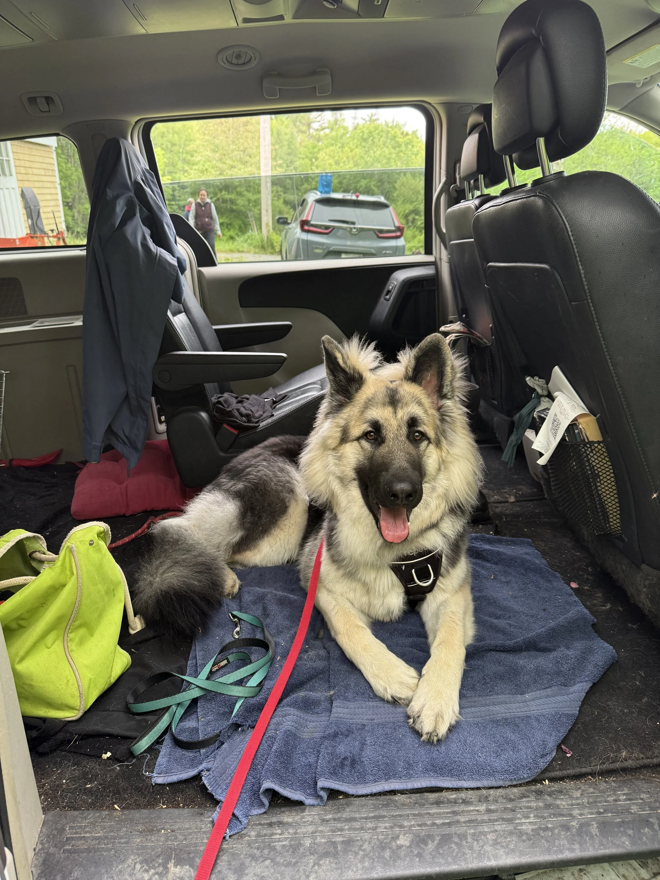 Are You Training Your Dog… or Just Performing Dog Training?