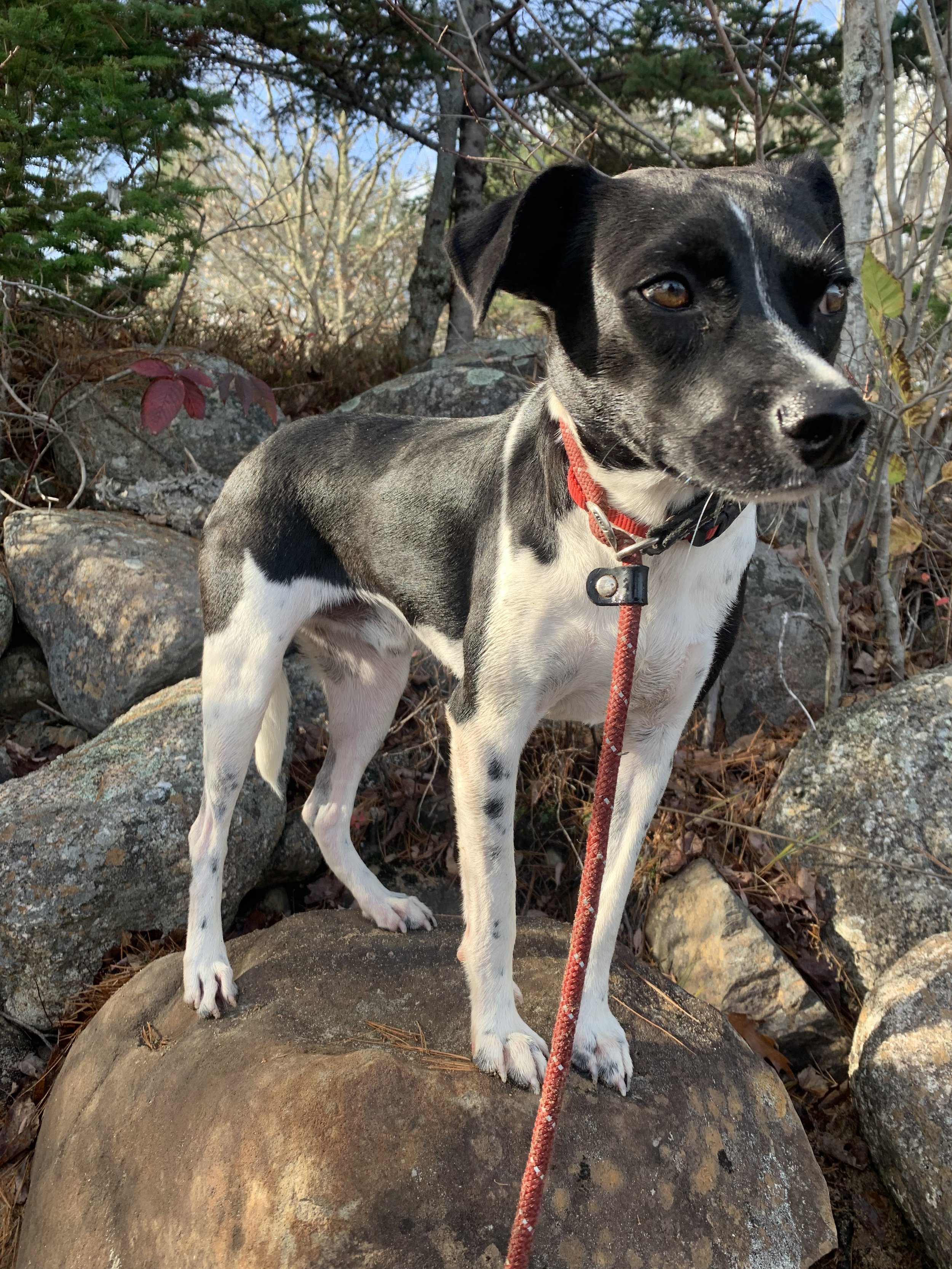 Why Training Isn't Where to Start With a Fearful Dog