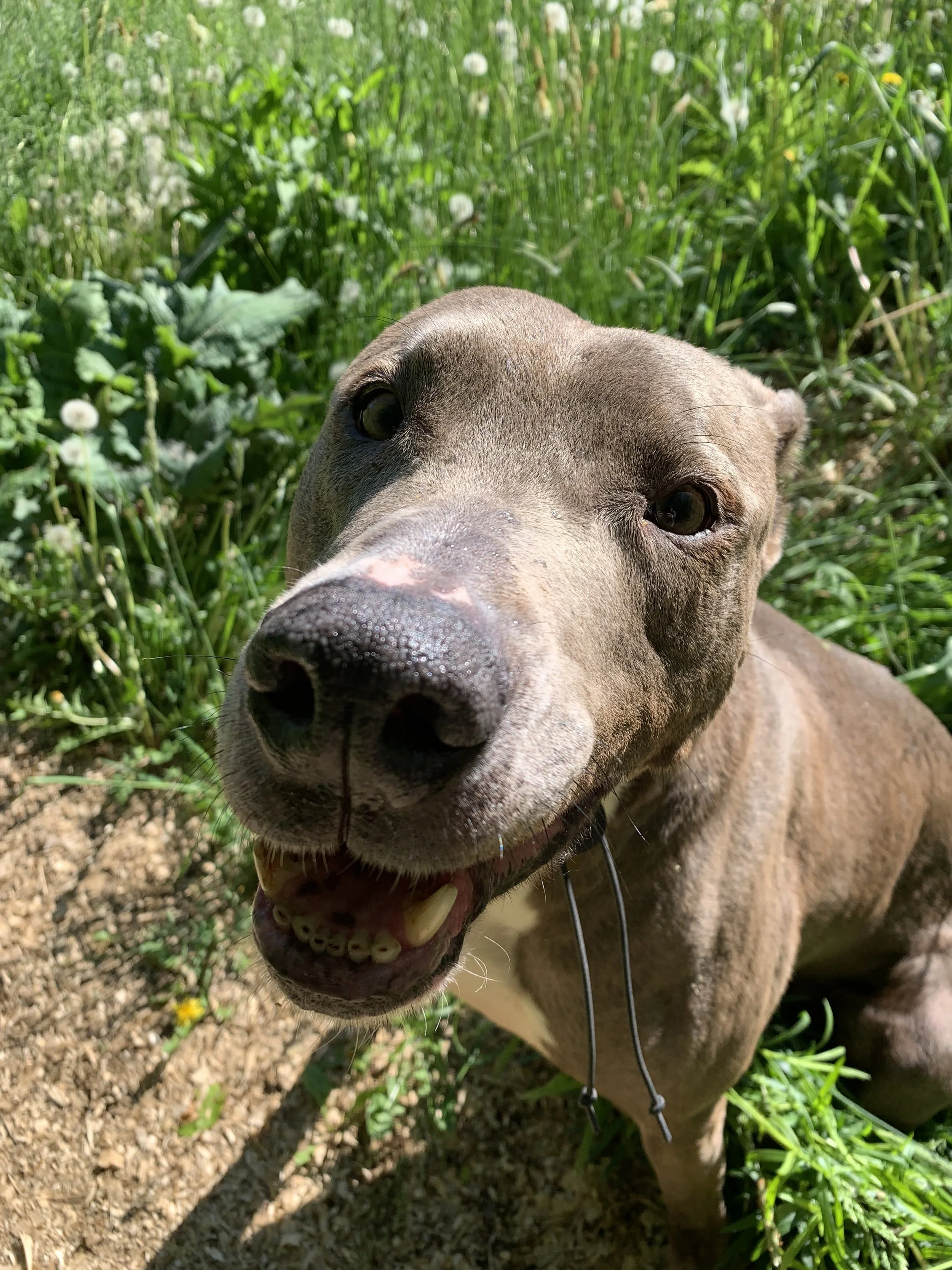 Your Dog Said No. Now What?