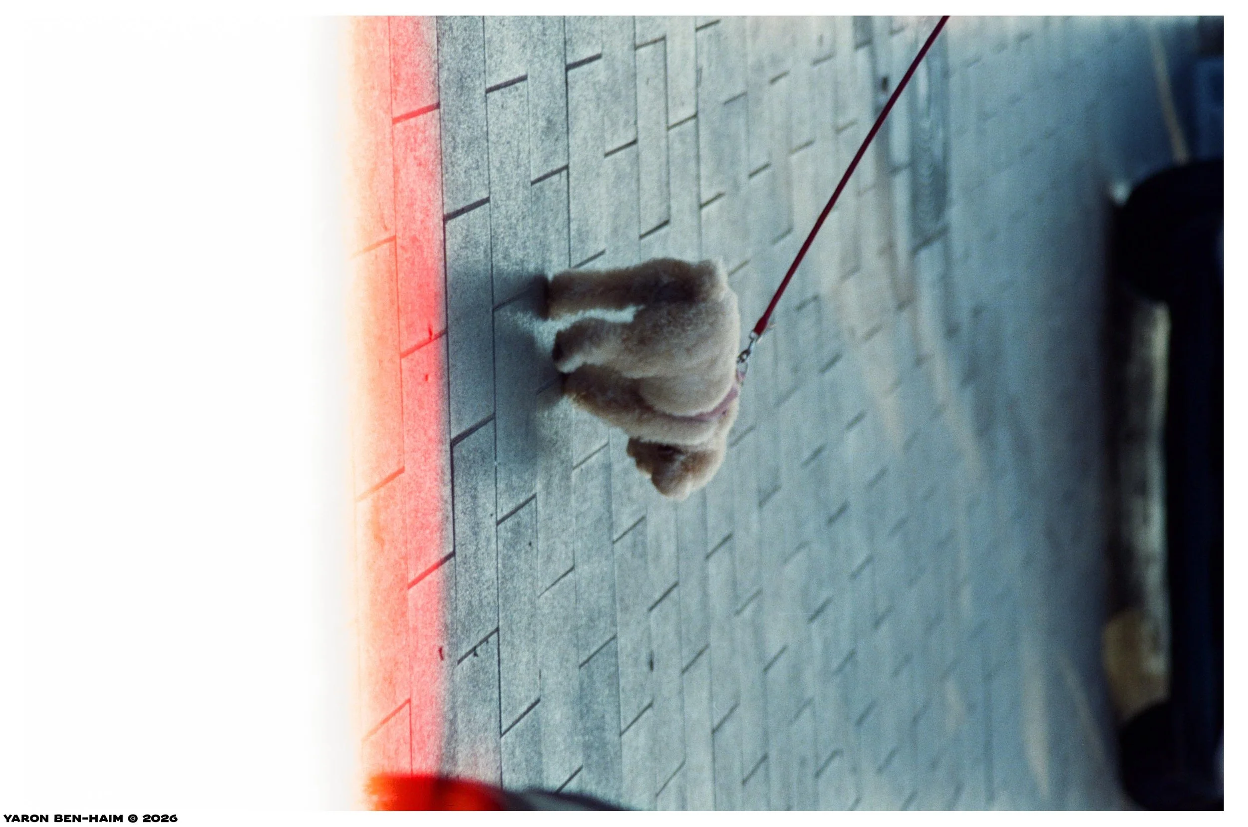 cinestill800t_r4_sep_oct_2026_n1_web.jpg