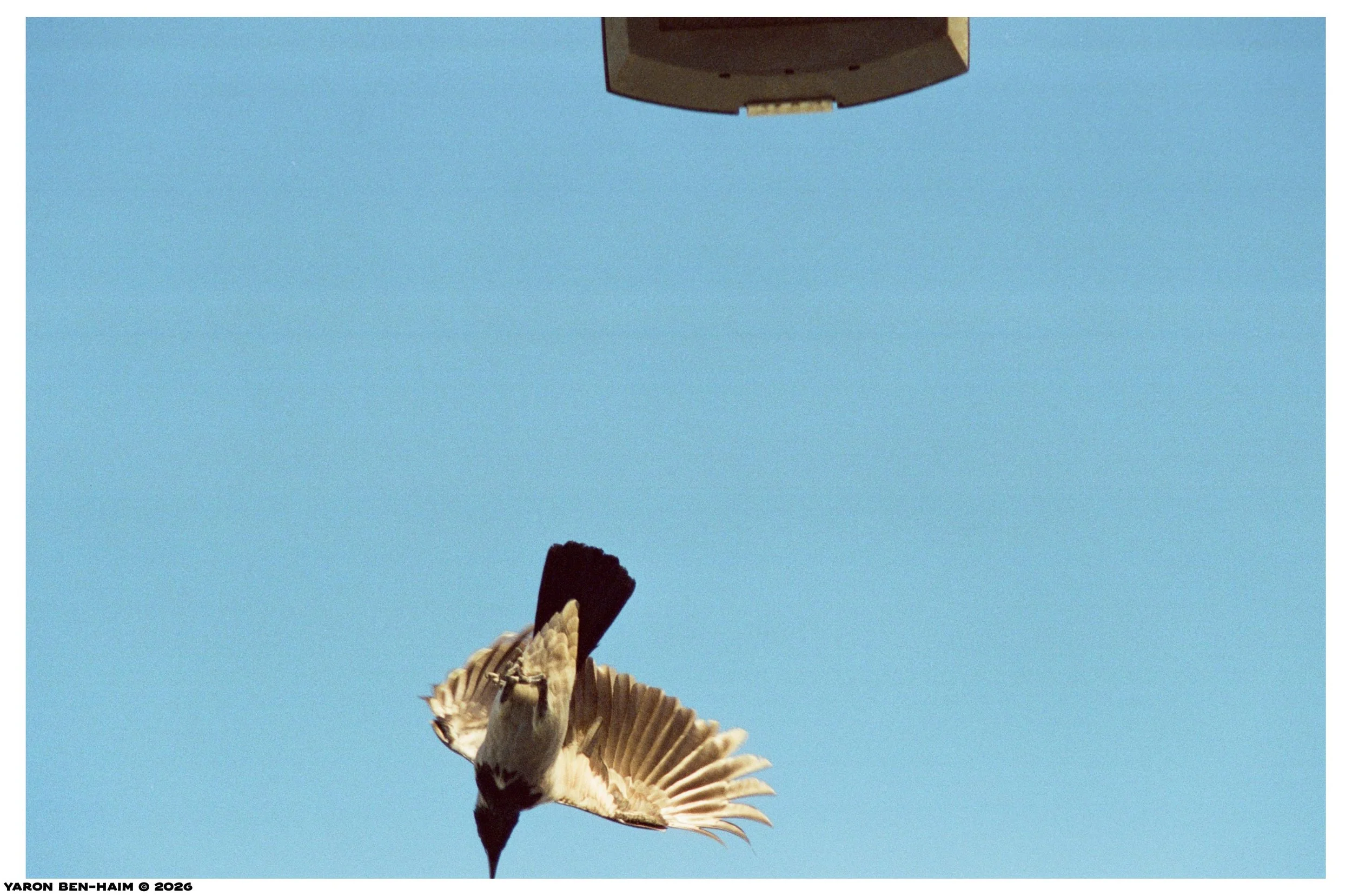 cinestill800t_r4_sep_oct_2026_n5_web.jpg