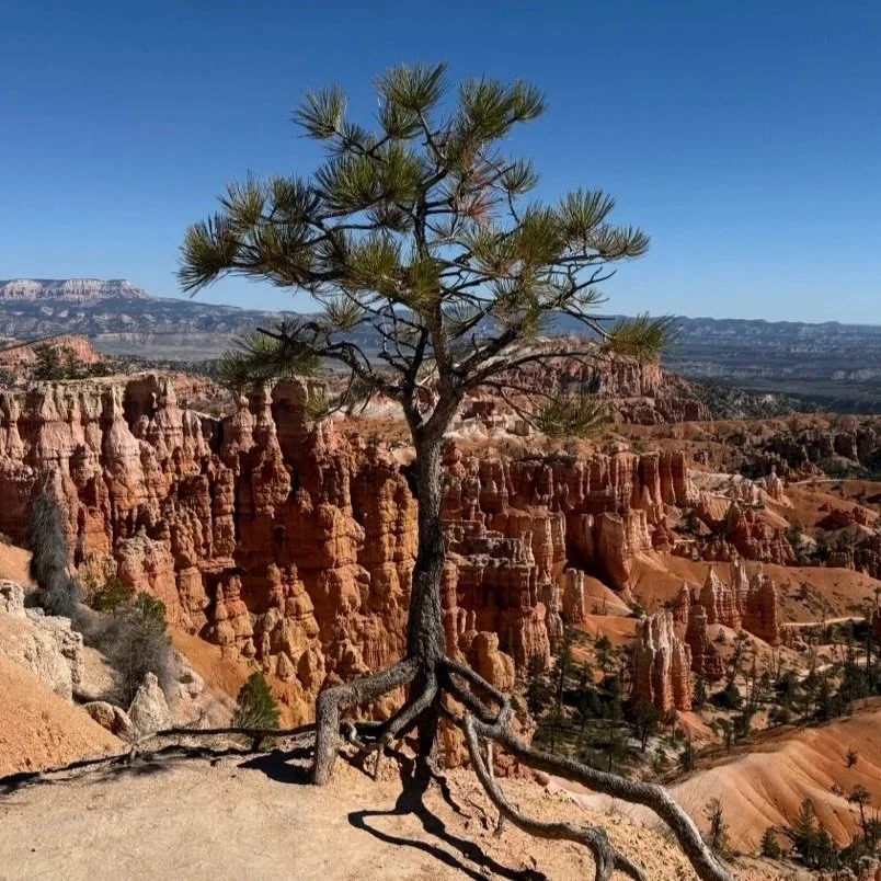 Rooted - a weekend retreat