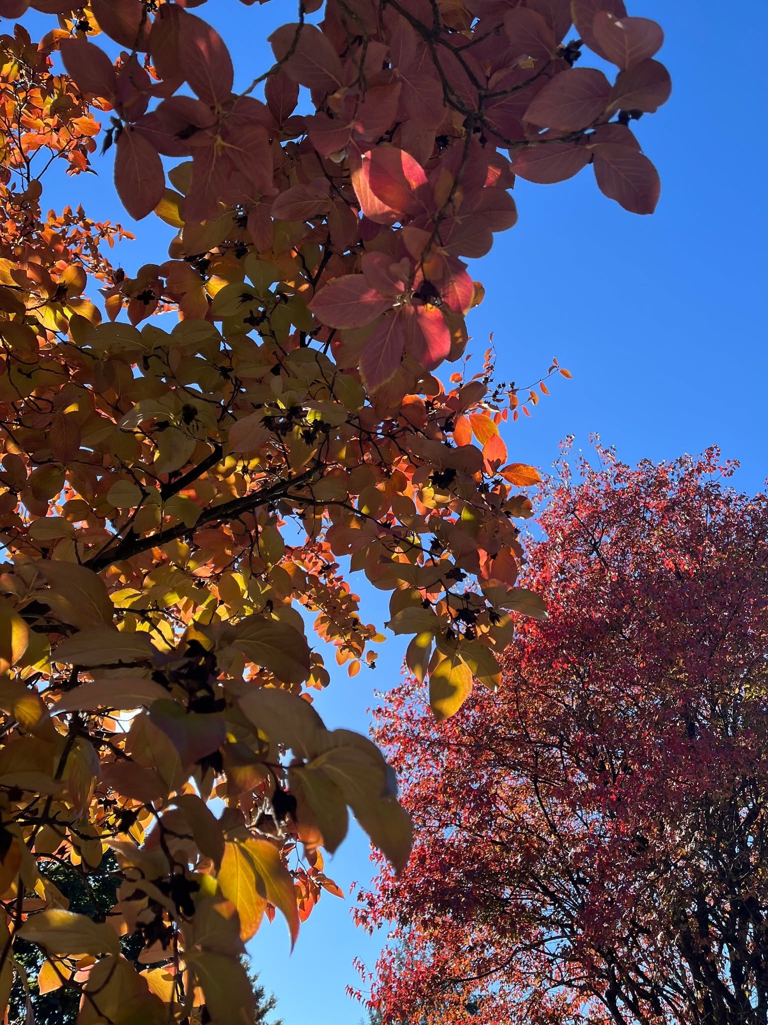 Isn&rsquo;t it so like our Creator that the defining event of our Christian faith is both at one time utterly miraculous, and altogether common, hidden in plain sight? Death and Resurrection. Autumn and Spring. 

&ldquo;Very truly I tell you,&rdquo; 
