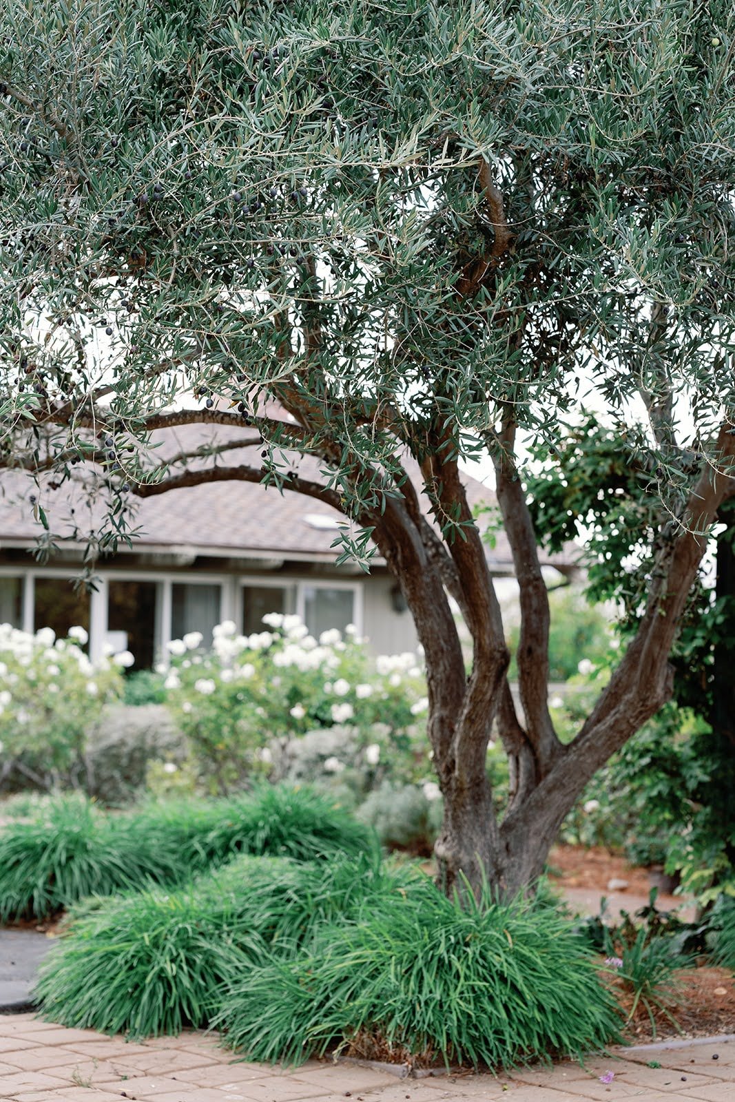 SwiftFoxProductionsDSC03472.jpg