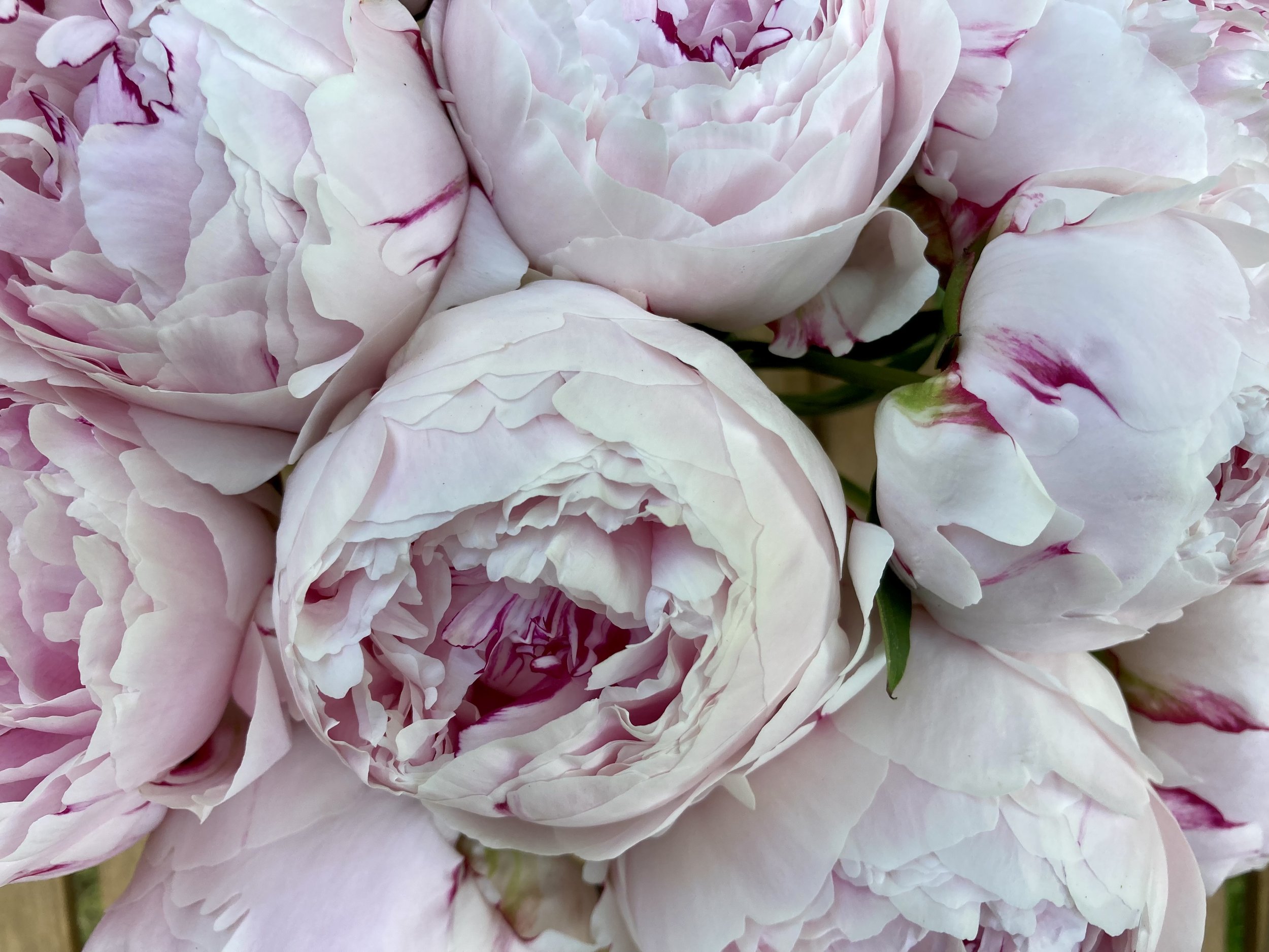 peonies.jpg