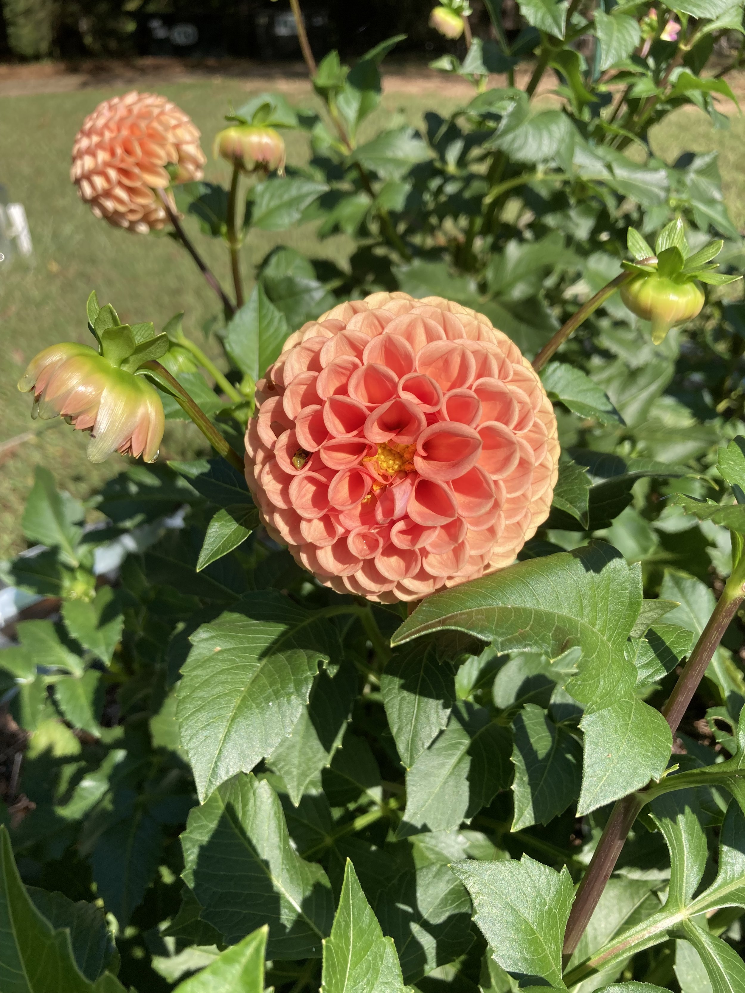 Cornel Bronze Dahlia Tuber
