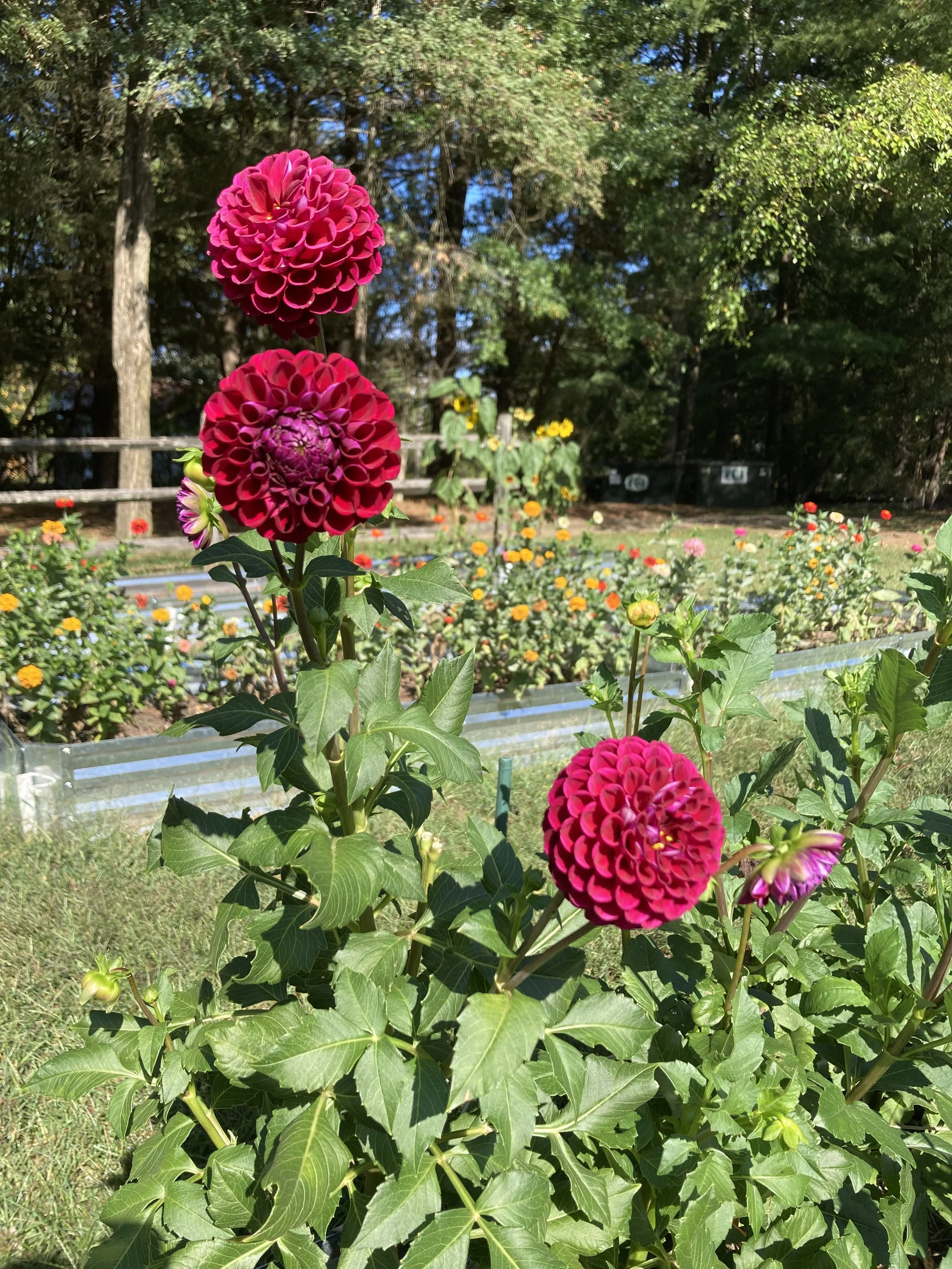 Ivanetti Dahlia Tuber