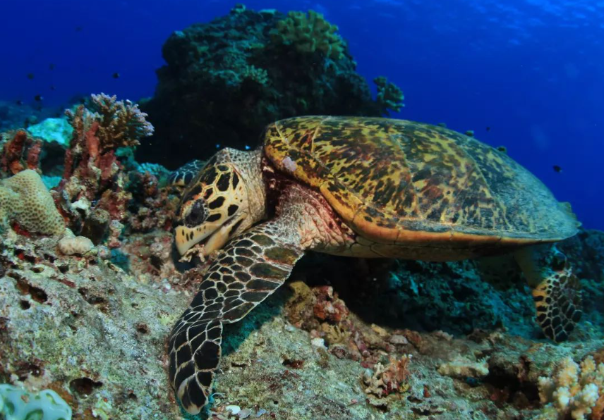 Hawksbill sea turtle swimming over coral reef underwater