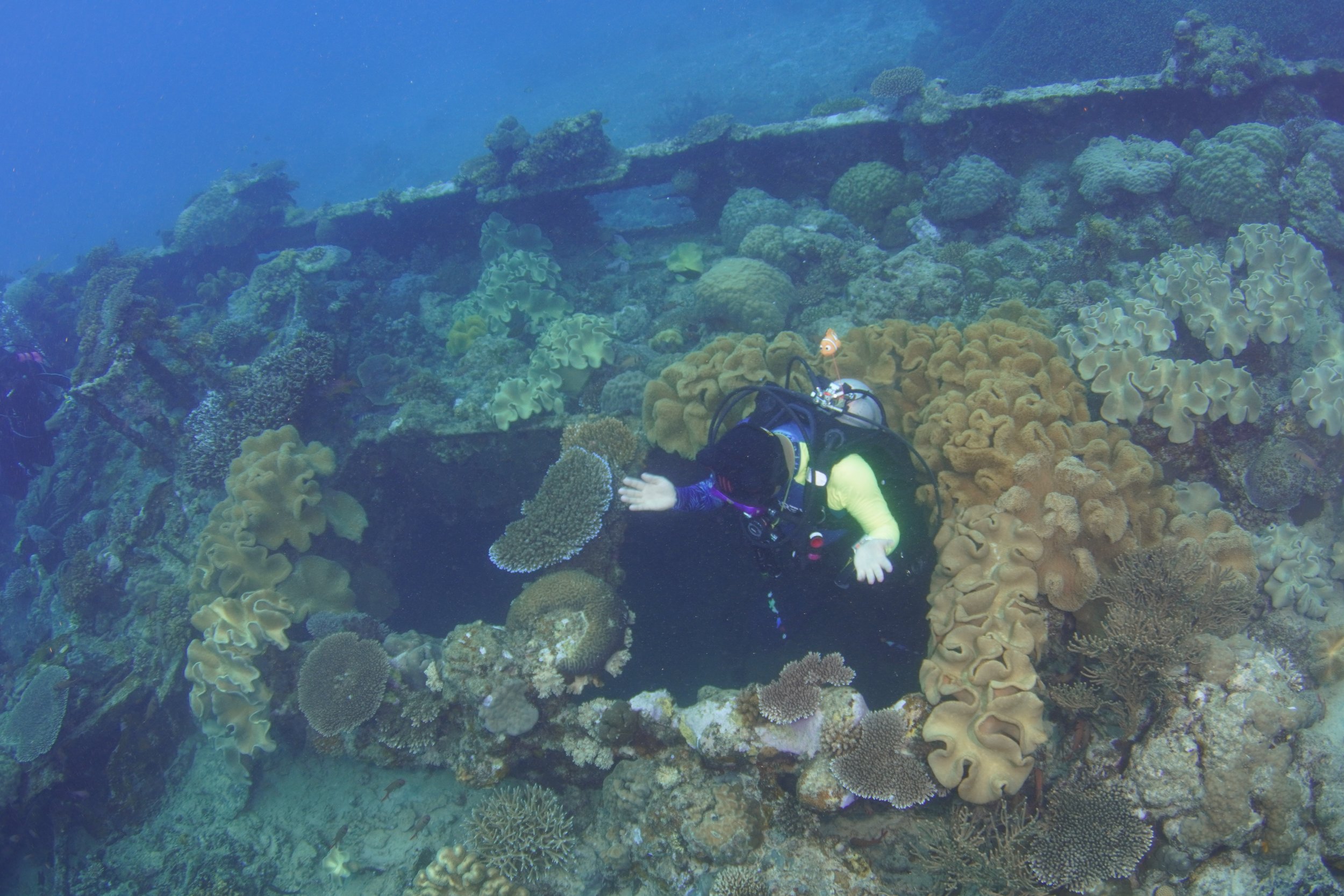 Scuba diver exploring coral reef and sunken ship.