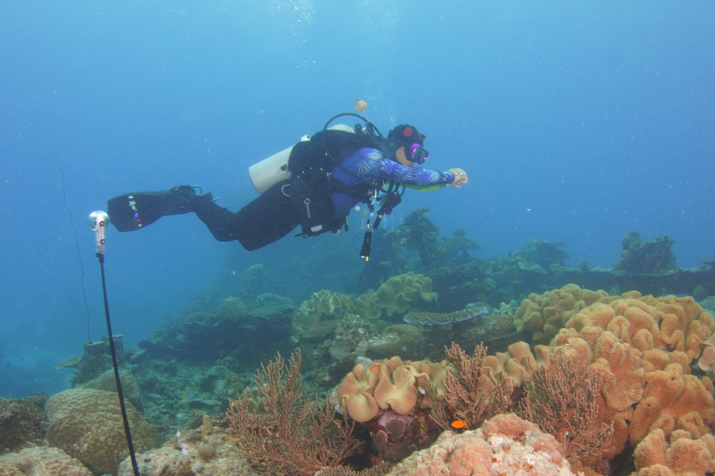 Scuba diver exploring coral reef underwater.