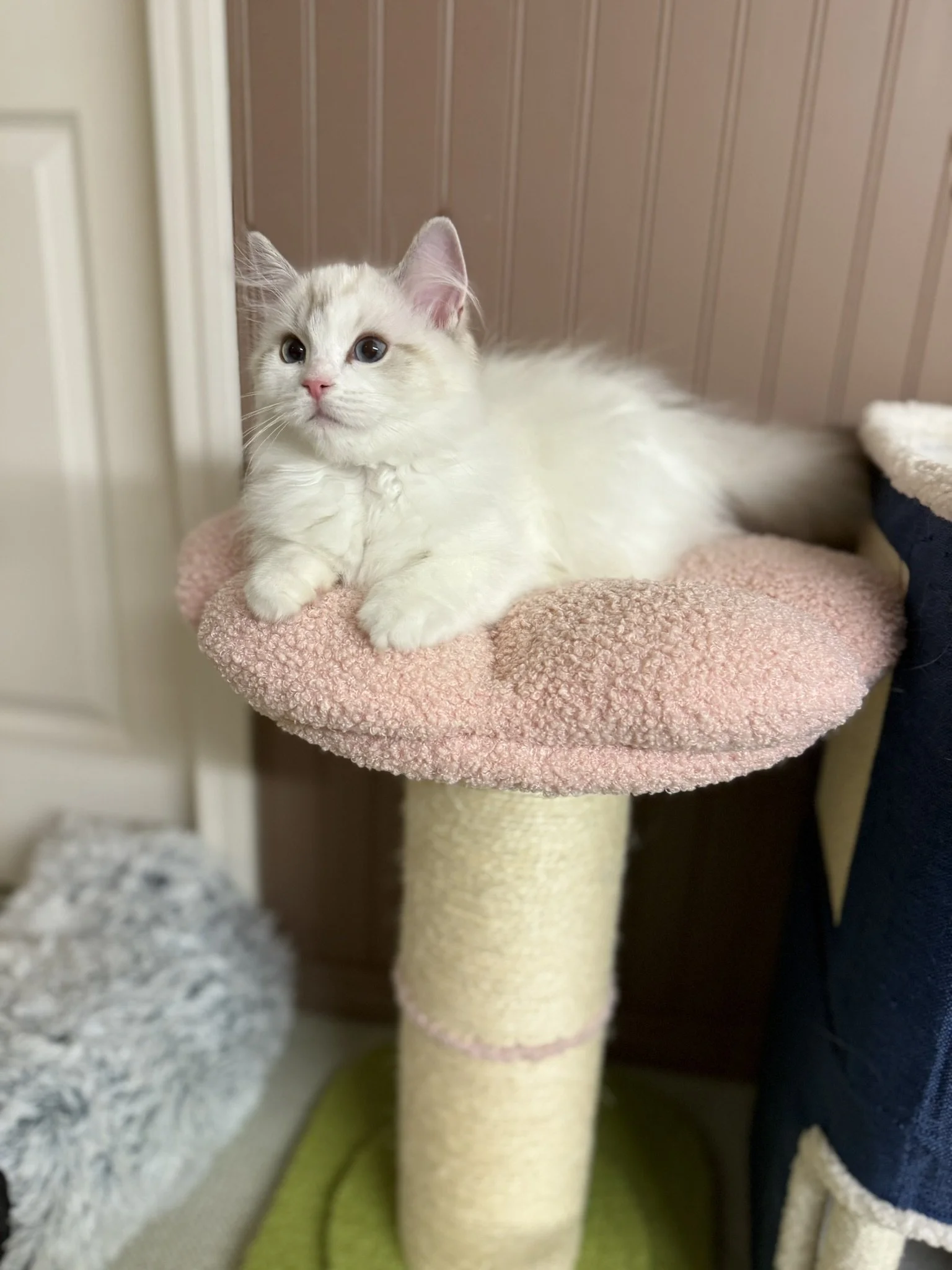 IMG_4006 - Copy.JPEG