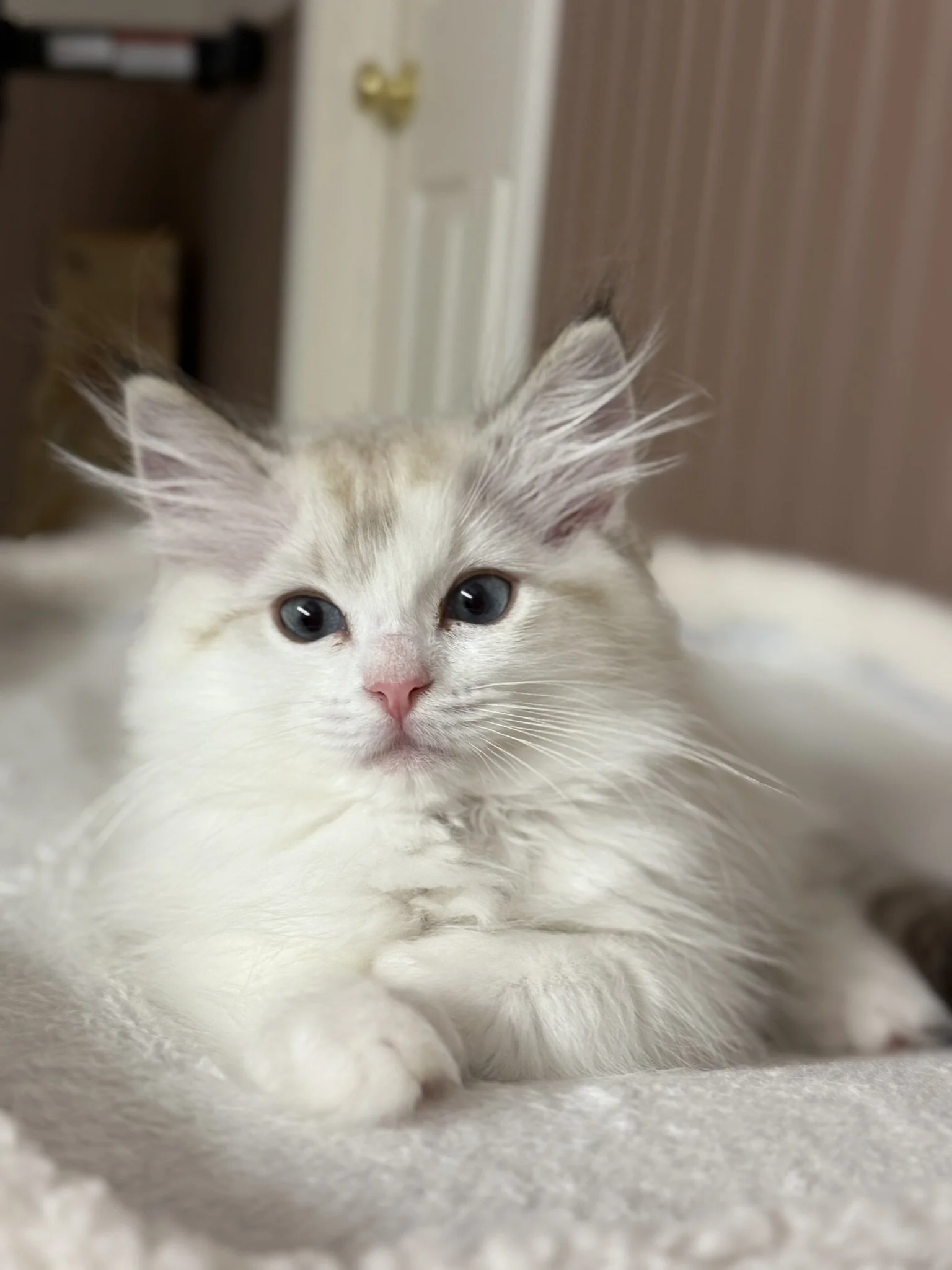 IMG_3705 - Copy.JPEG