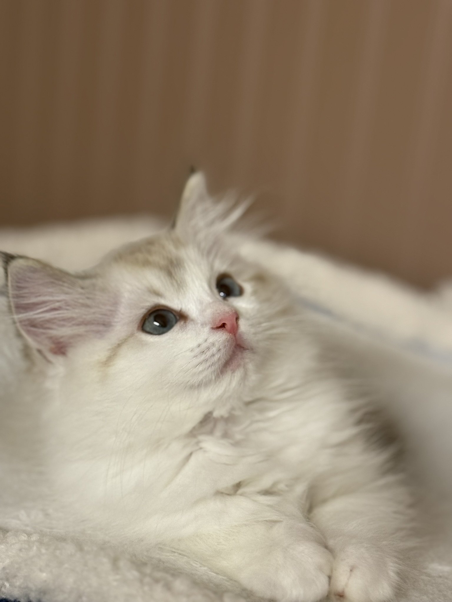 IMG_3689 - Copy.JPEG