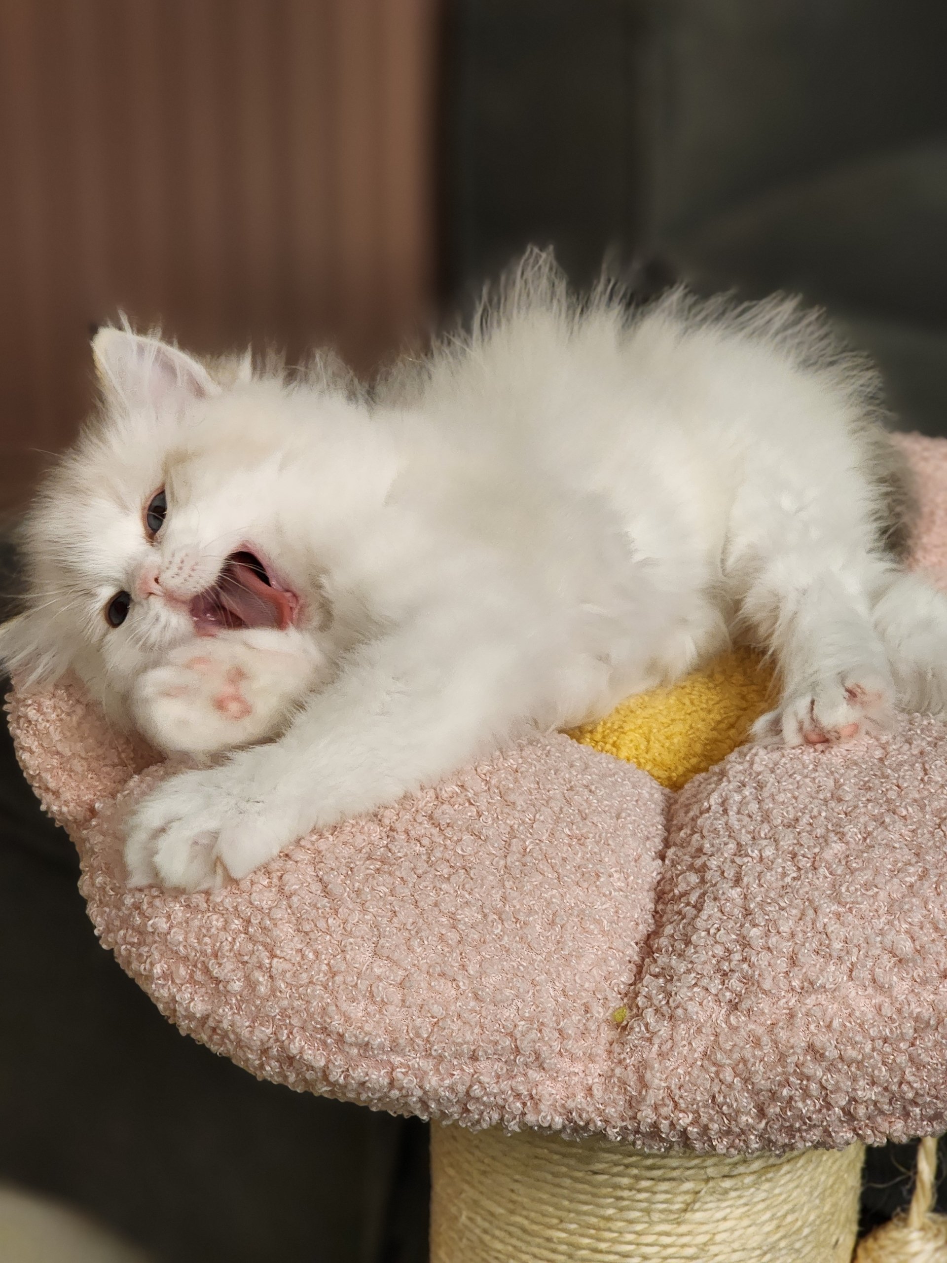 Resized_20250904_203442_127606628907987 - Copy.JPEG