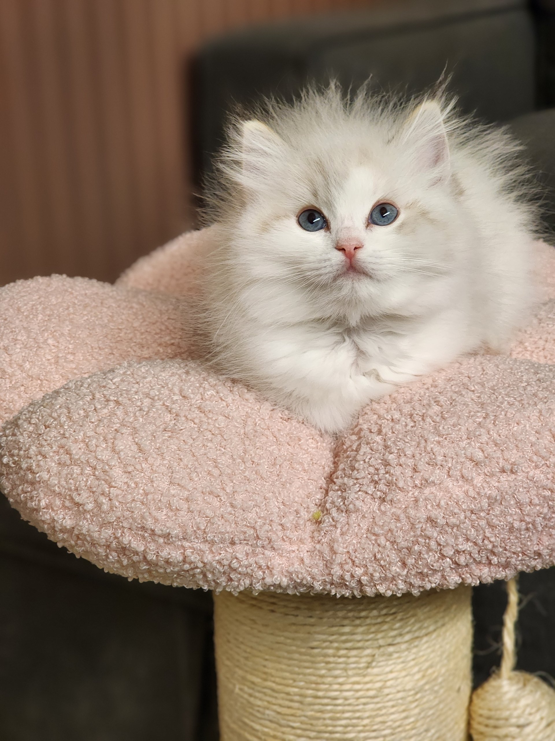 Resized_20250904_203500_127603558242311 (1) - Copy.JPEG