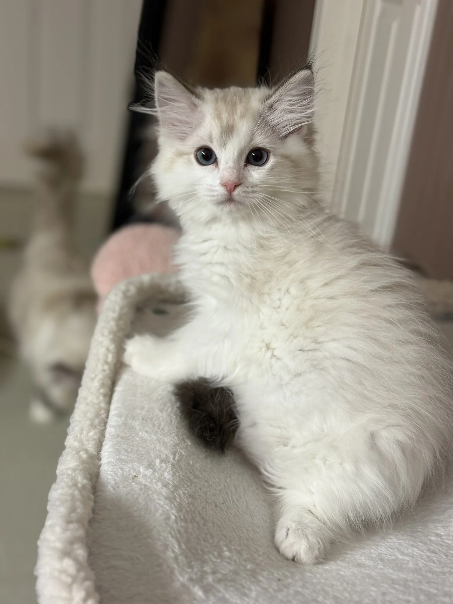 IMG_3727 - Copy.JPEG