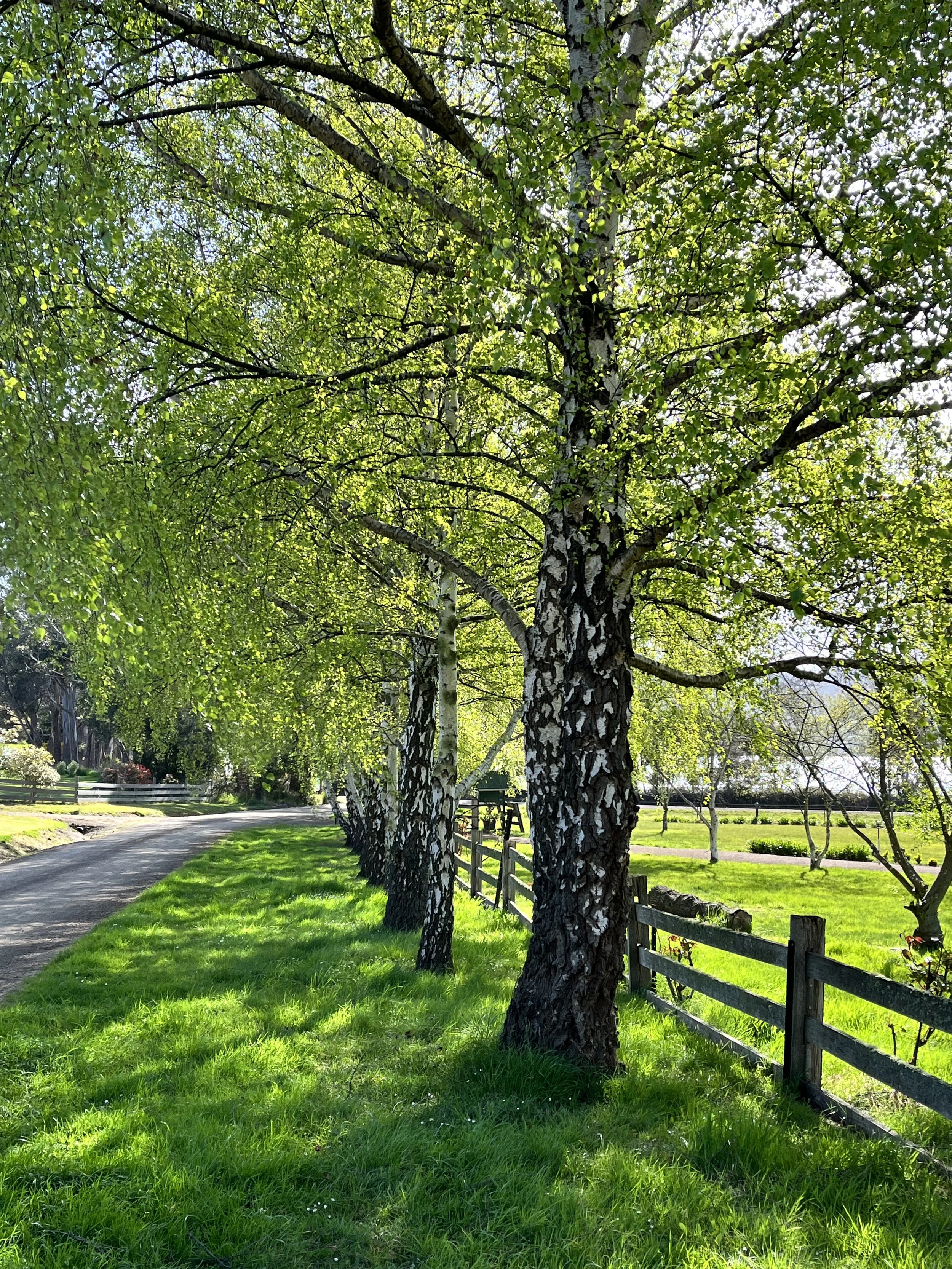 A row of birch trees in the sunlight