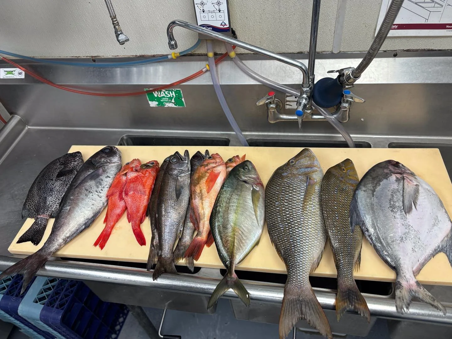 From the left,Ishigakidai(Parrot fish), Medai(Bluenose),Kinki(ThornHead),Kuromutsu(Bluefish),Mebaru(Red Seaperch),Shima Aji(Stripped Jack),FuefukiDai(Emperor Fish)Managatsuo(Silver Pompret) .