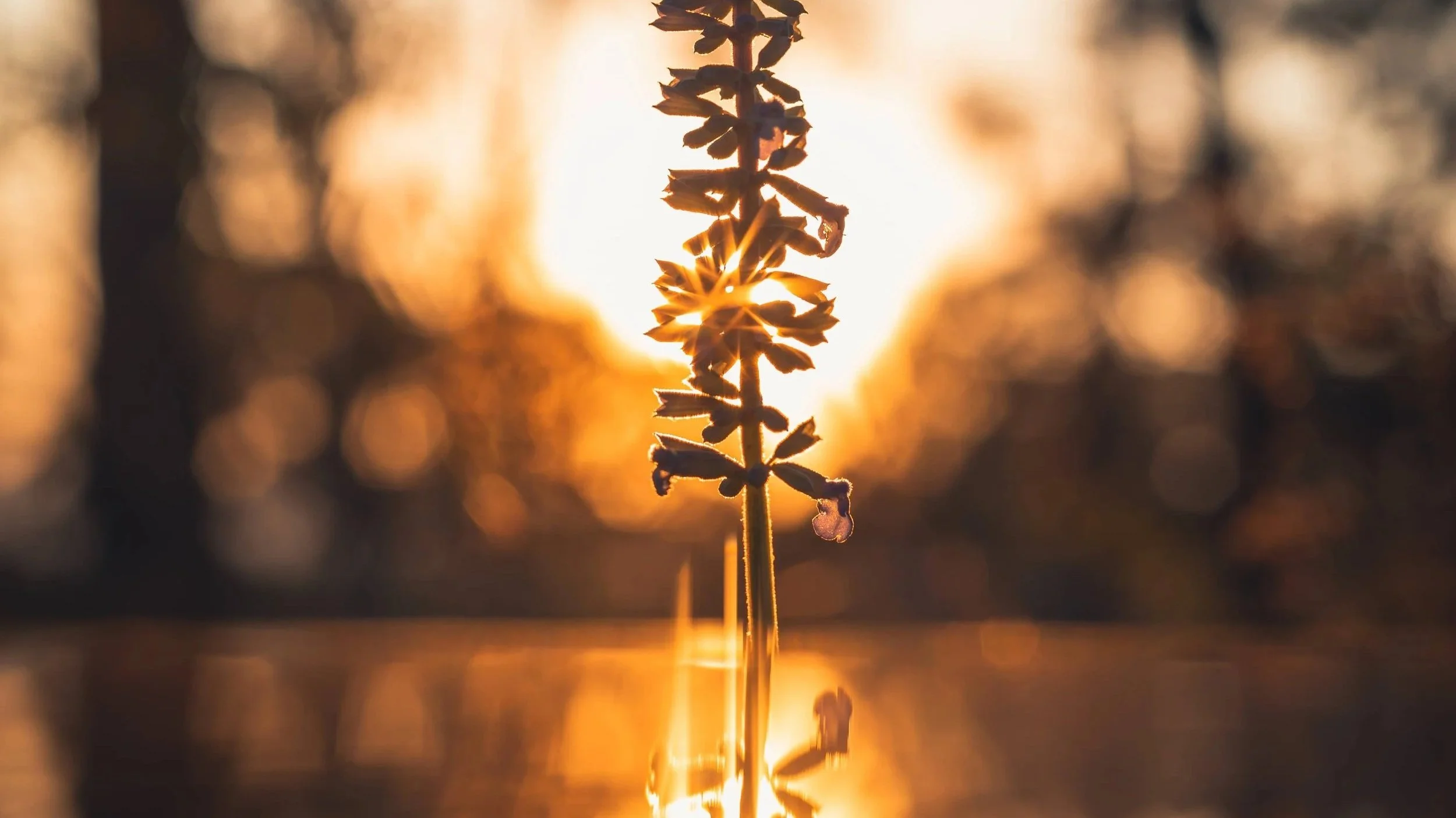 El Proceso “No” Creativo: La inspiración está en lo ordinario