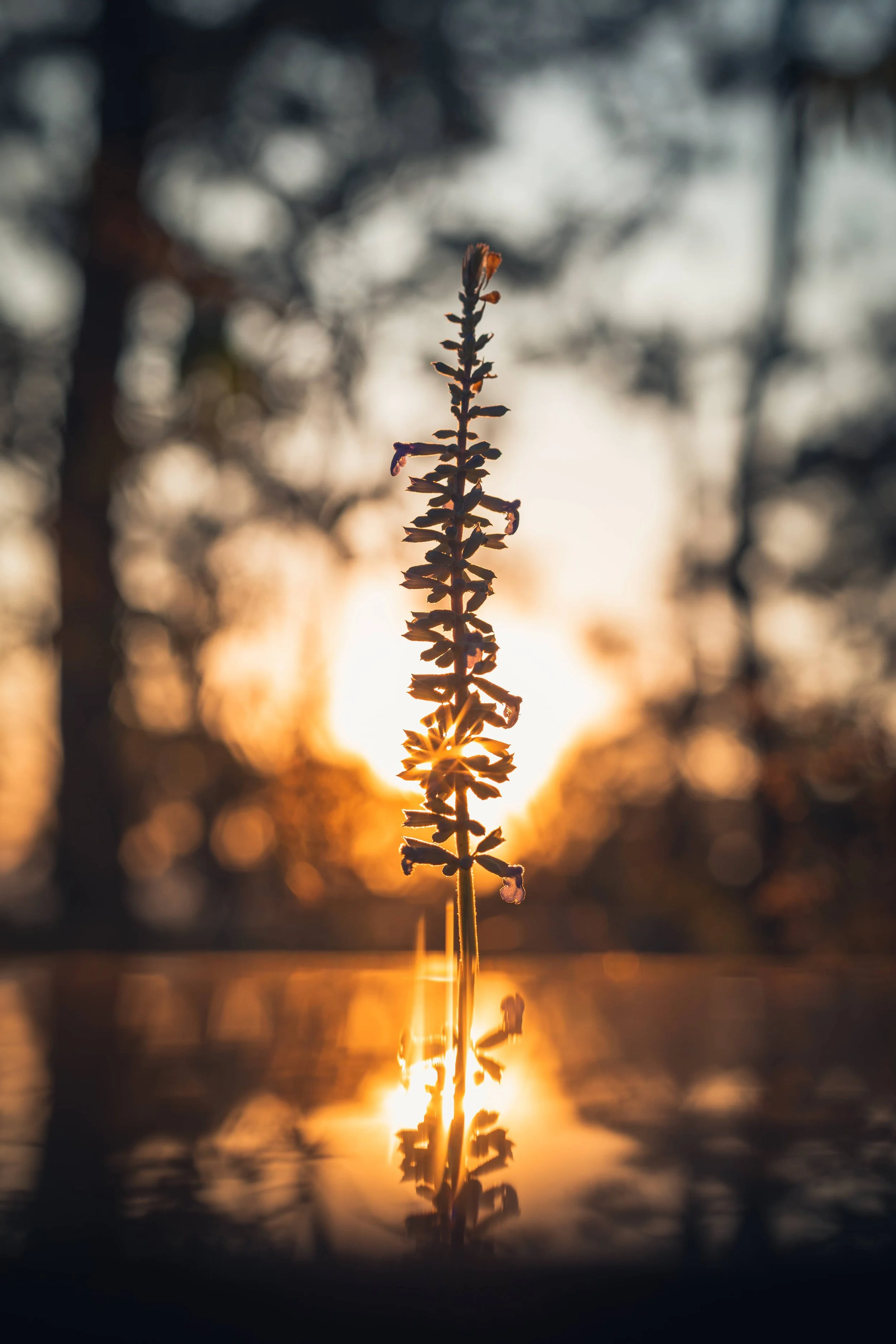 pequeña-vara-a-contraluz-atardecer-salvia-fotografia-naturaleza.jpg