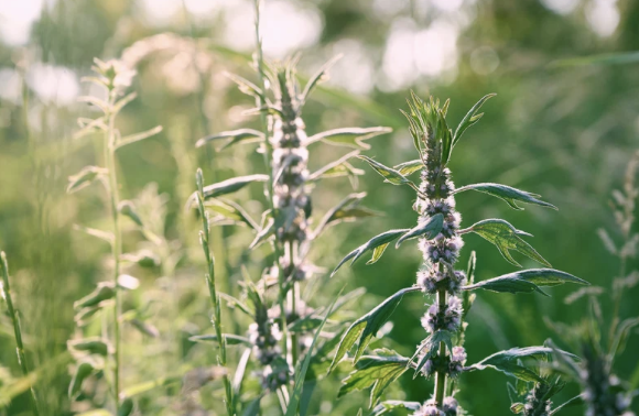 Screenshot 2026-01-16 at 12.41.20 pm.png