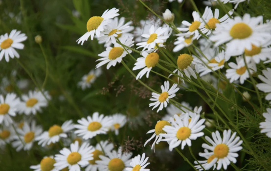 Screenshot 2026-01-16 at 12.47.52 pm.png