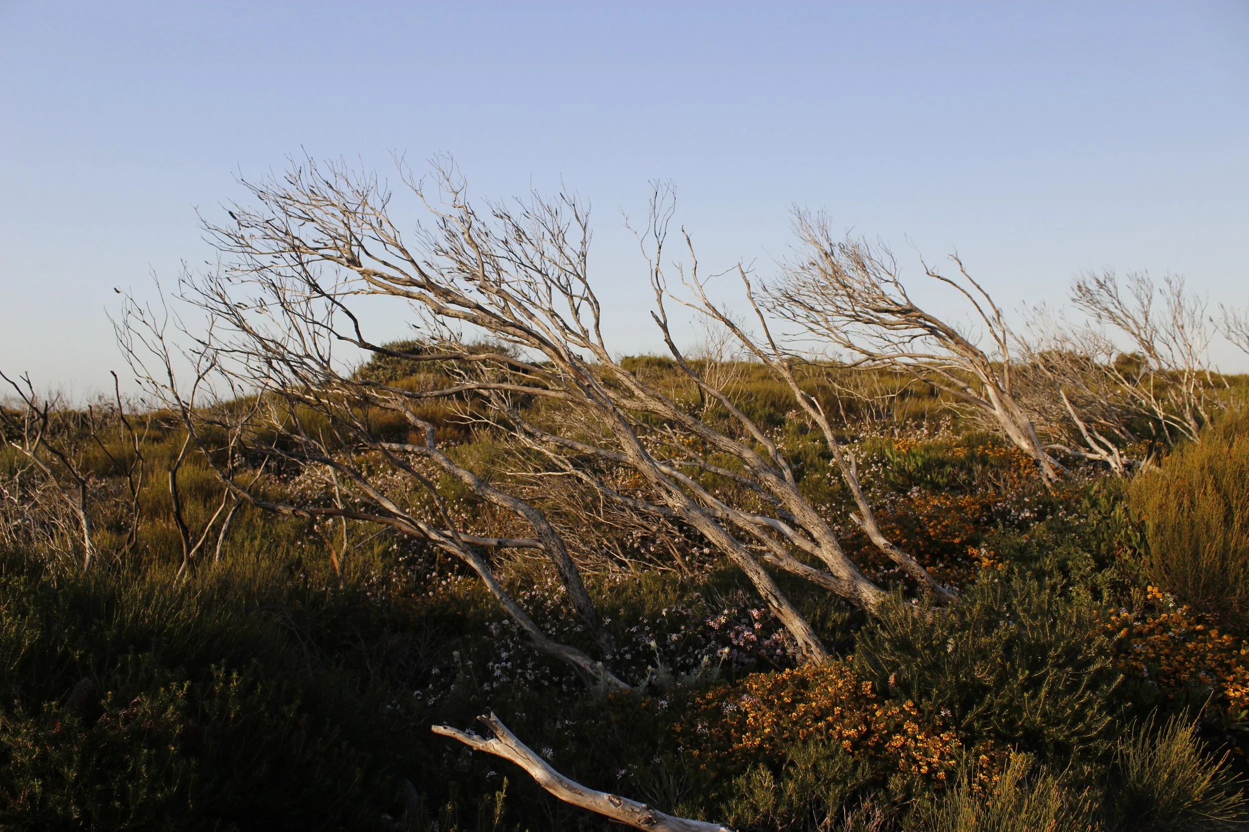 _MG_6270.JPG