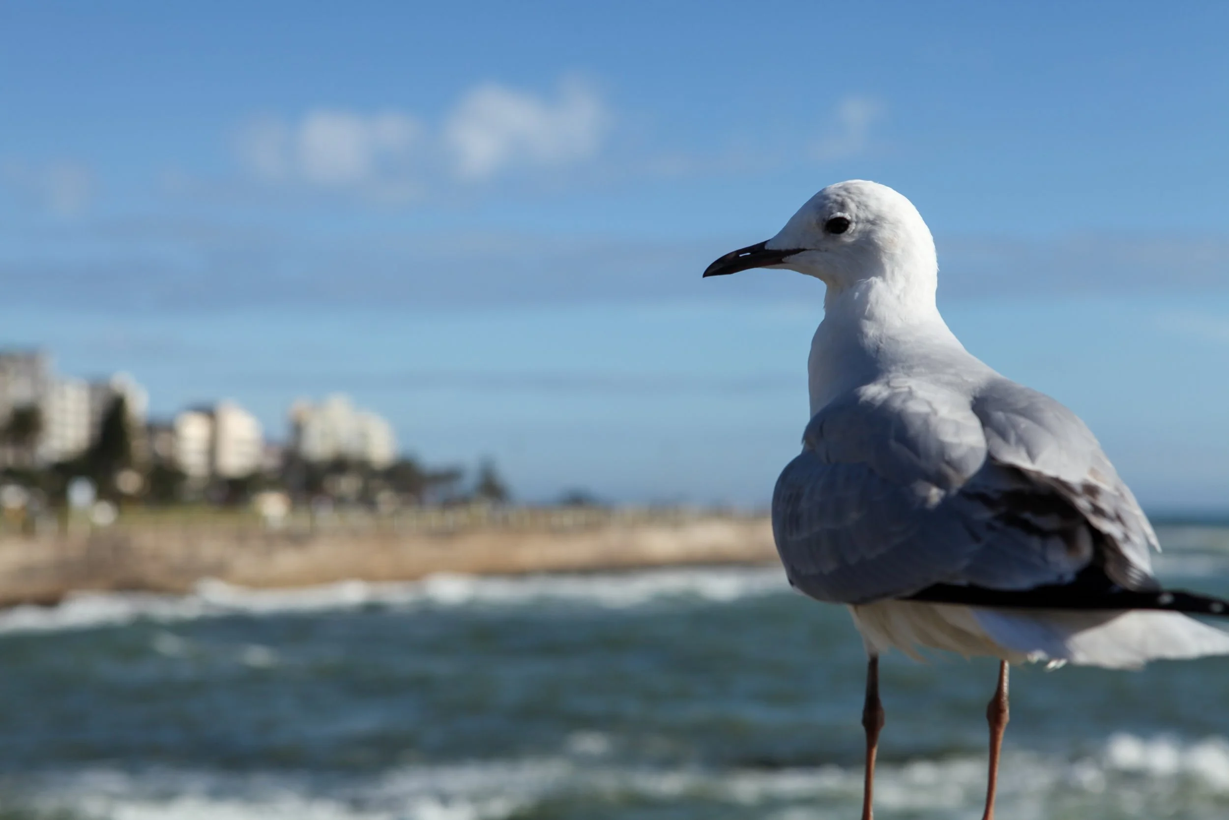 Festival og Sea Point 201.jpg