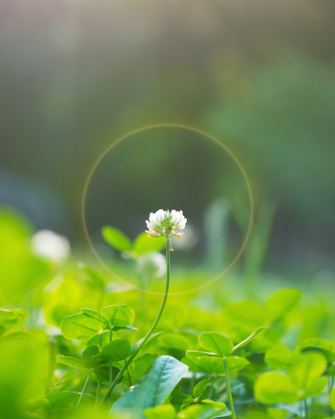 Looking forward with Hope