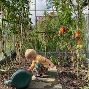 Children growing tomatoes at children gardening club in Eastbourne
