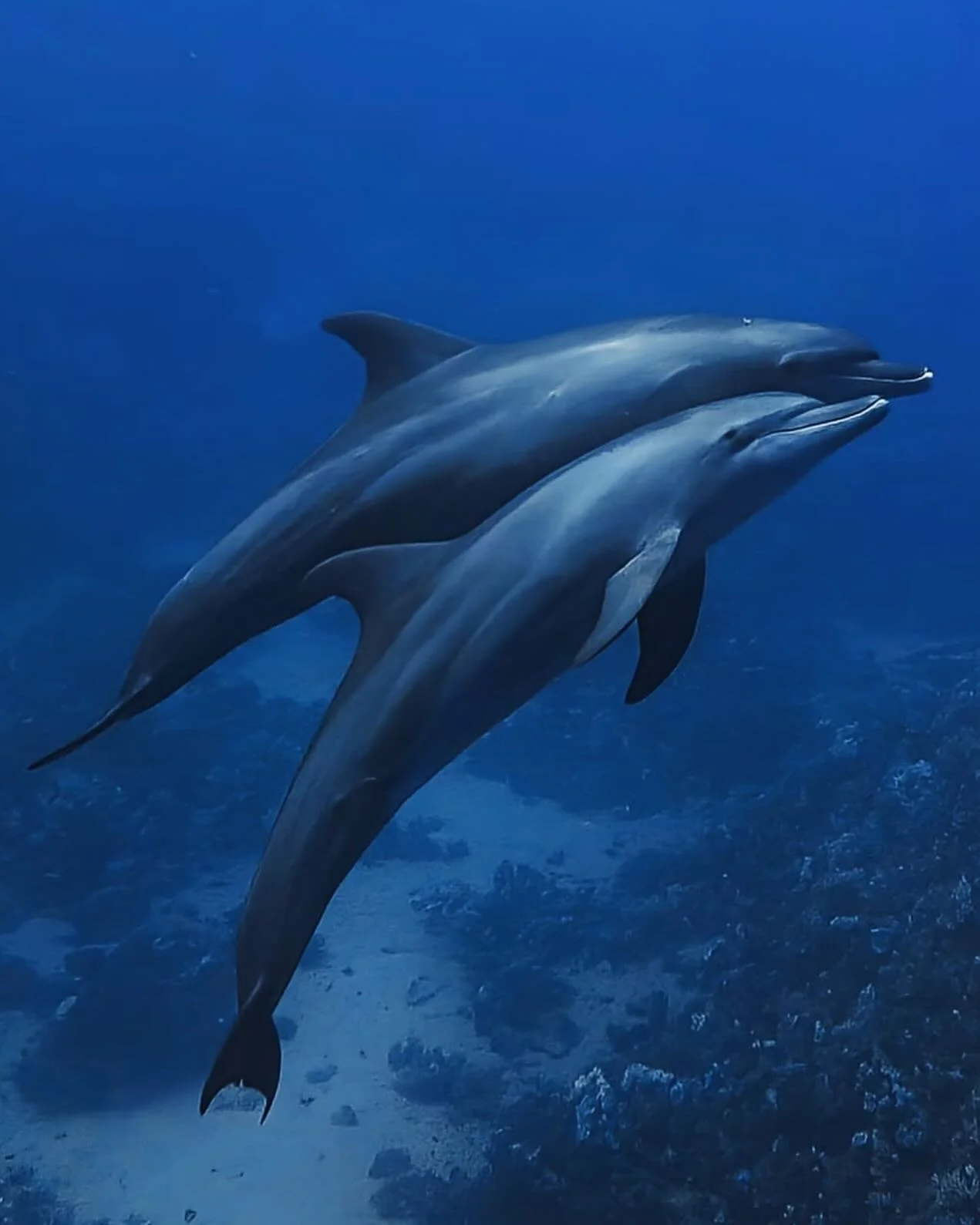 Thank you @scdjonas for capturing this precious moment. #dolphins #redseaegypt #protectnature #ocean