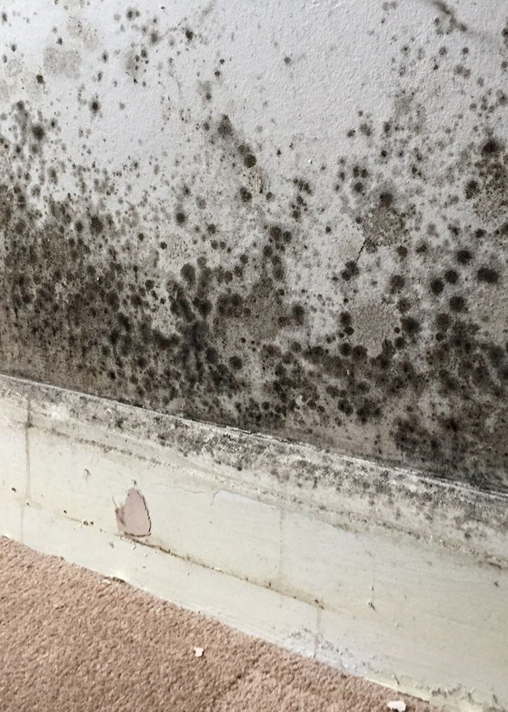 Healthy Homes: Mould in Buildings and Retrofit