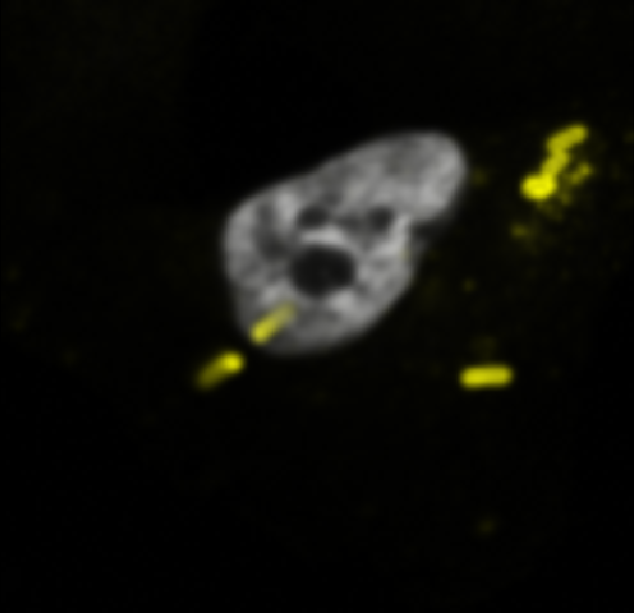 Hungry cell
