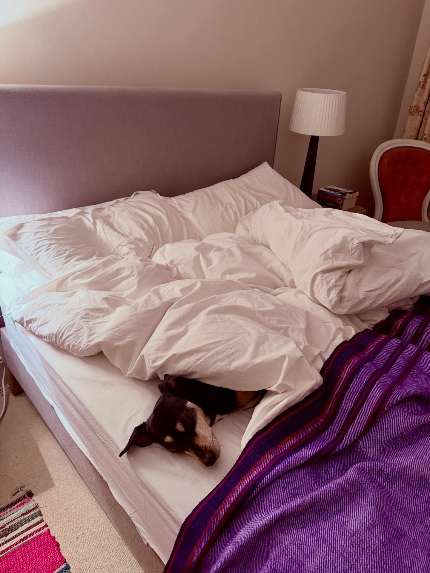 So nice of Joc to let me sleep in his bed every night 🐶🐾