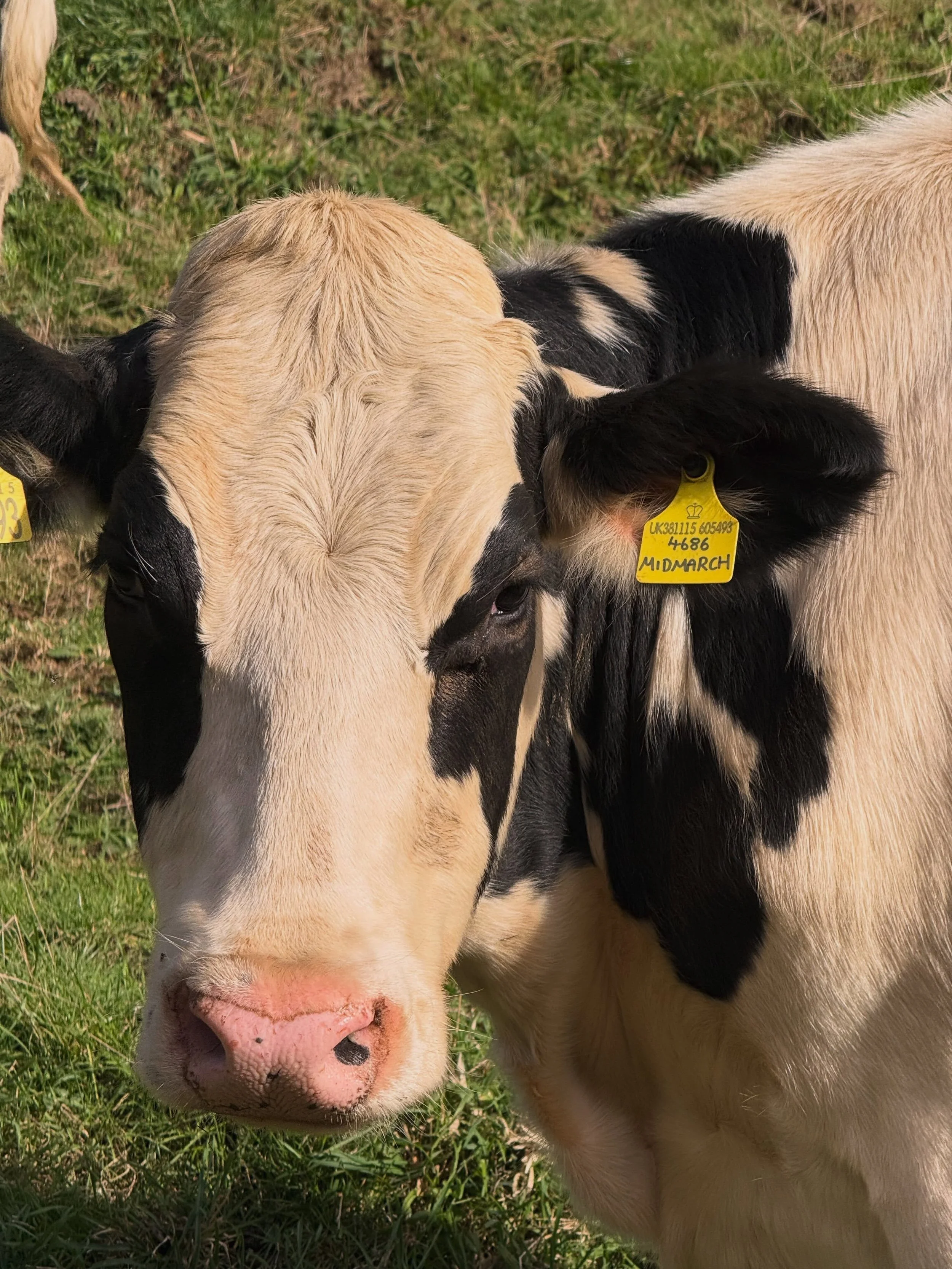 Cows, coast, cream teas and Cornwall. Glorious final retreat to a long and wonderful retreat season. See you in 2027 for more retreat adventures.