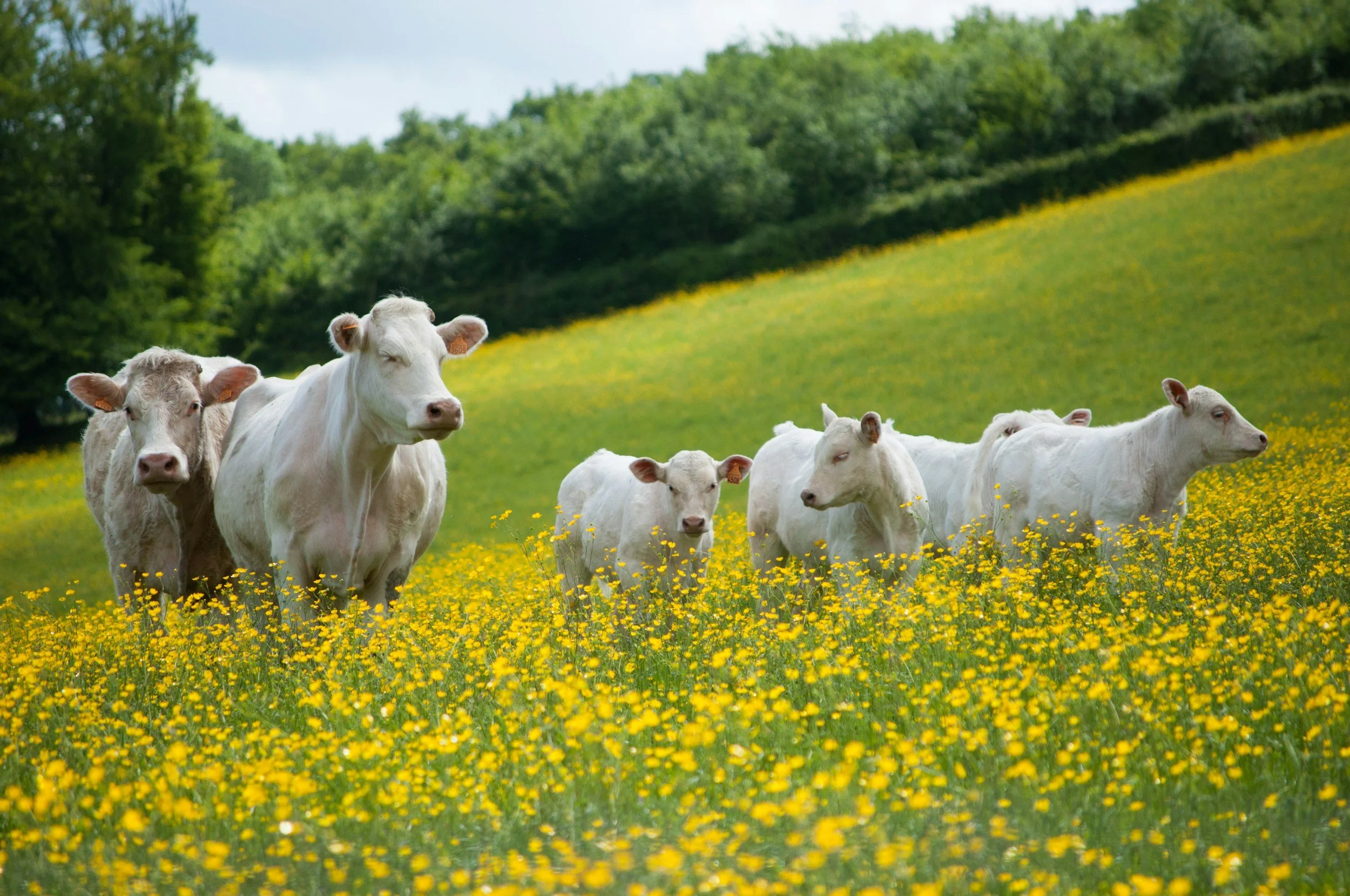 An Evening with the Nature Friendly Farming Network