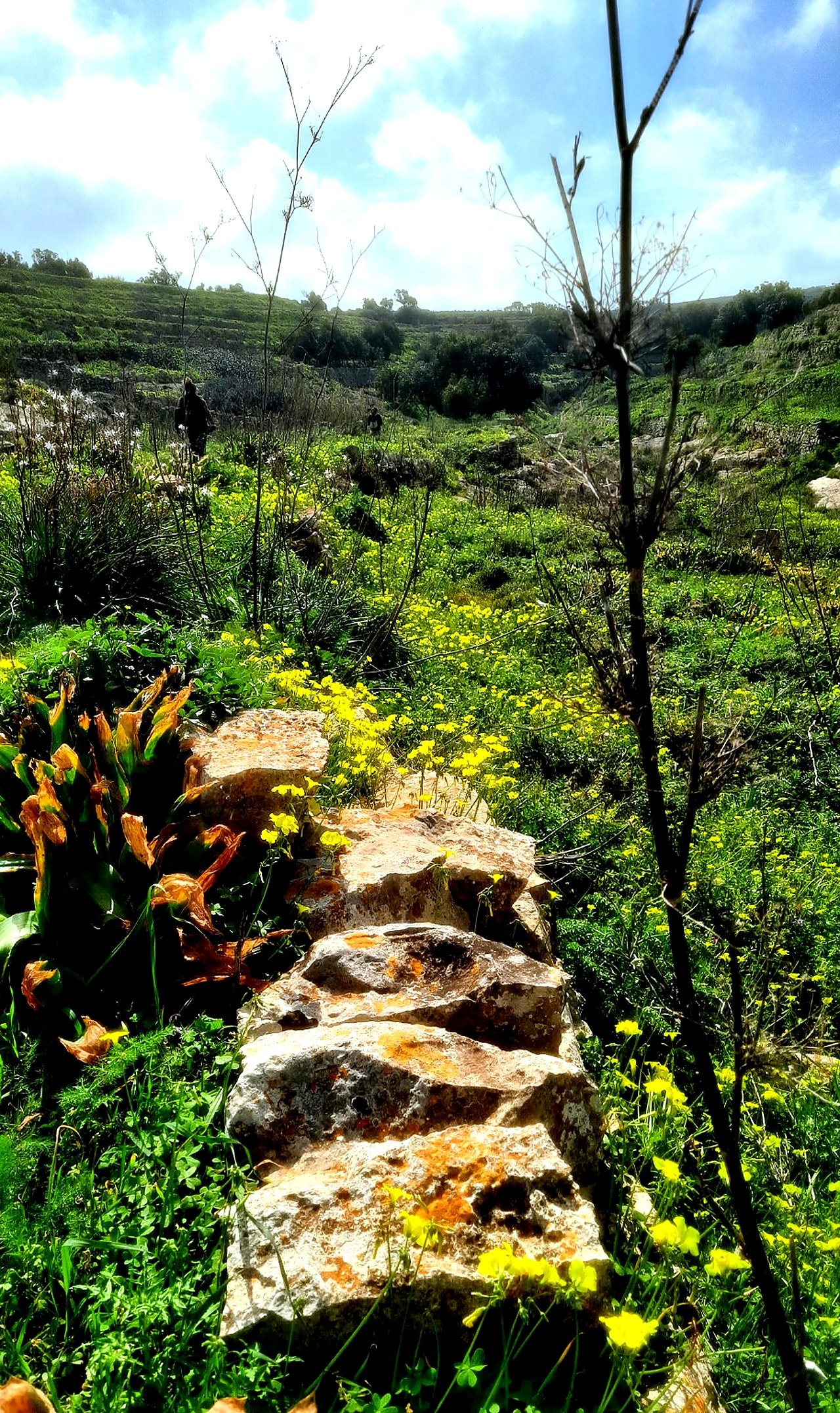 Beautiful Wall in Wilderness Gozo Malta.jpg