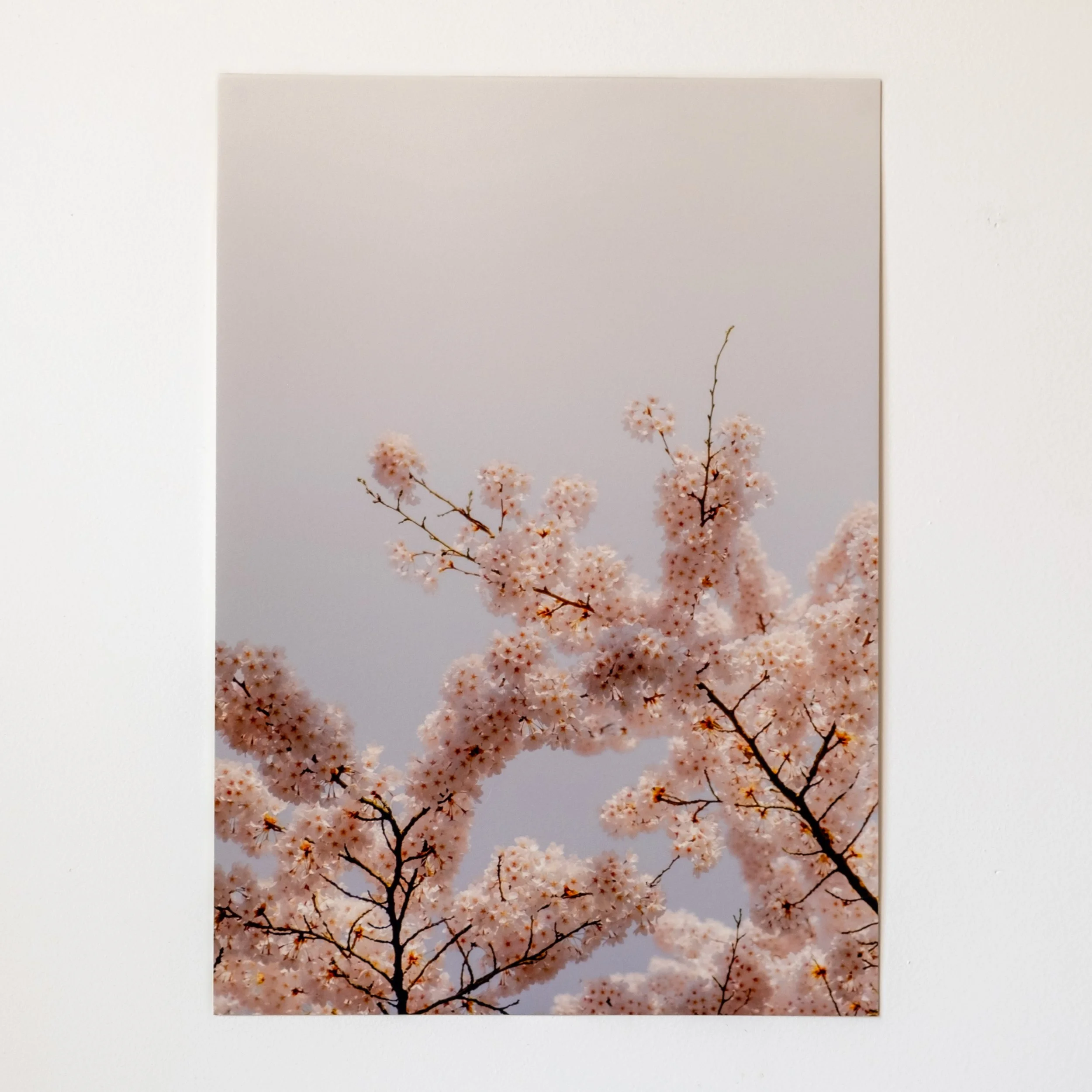 Sakura. | A4 ART PRINT