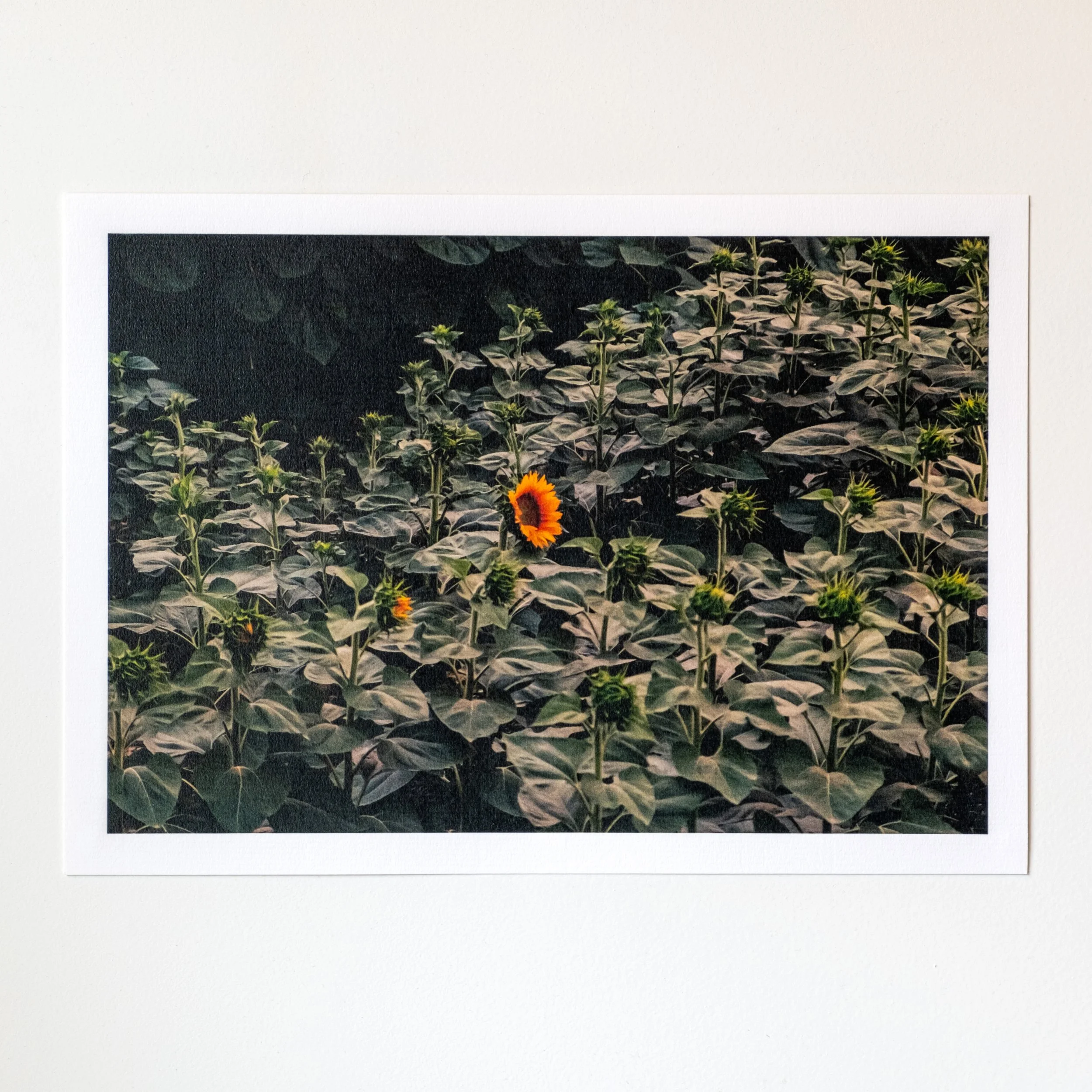 The sunflower. | A4 ART PRINT