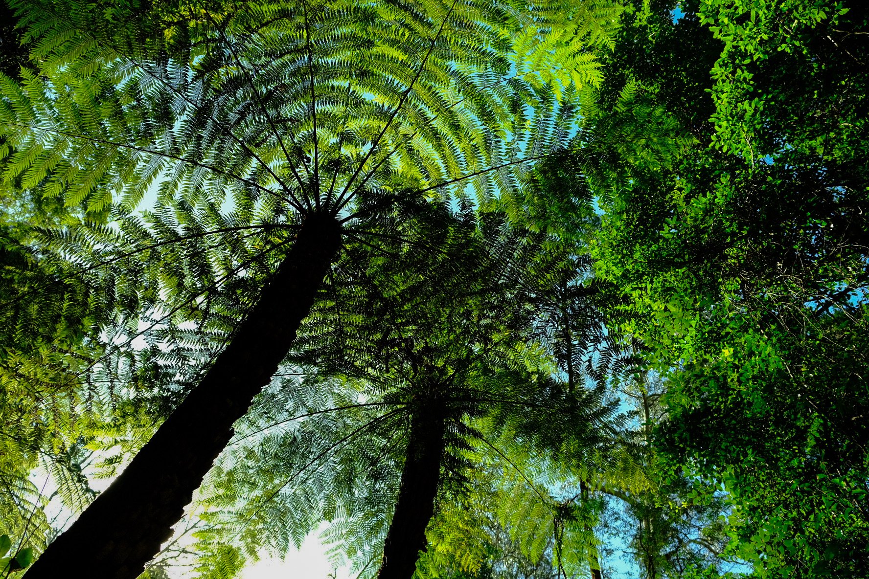 "Mandalas", Blue Mountains, Australia.