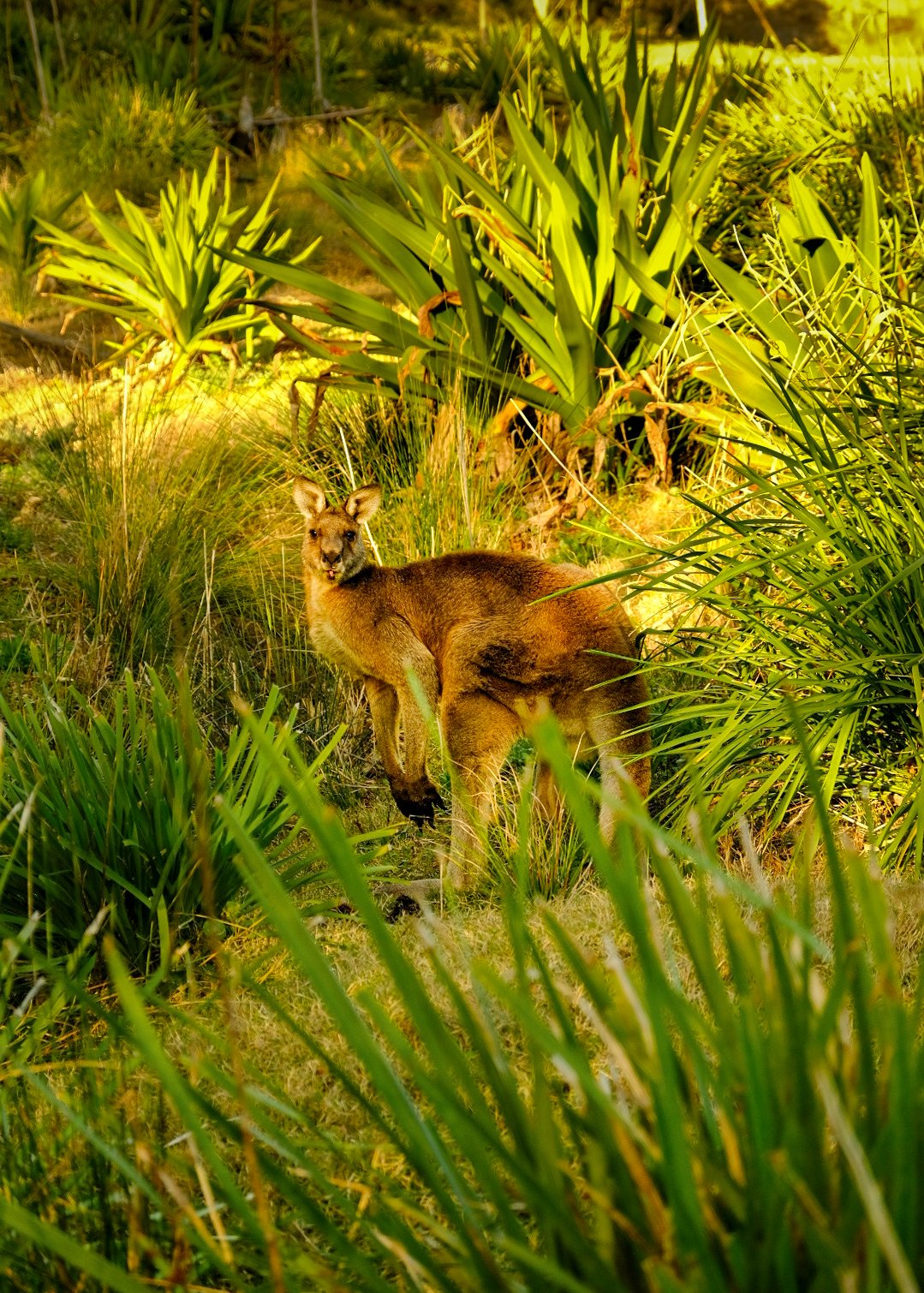 "Wild Kangaroo", Australia.