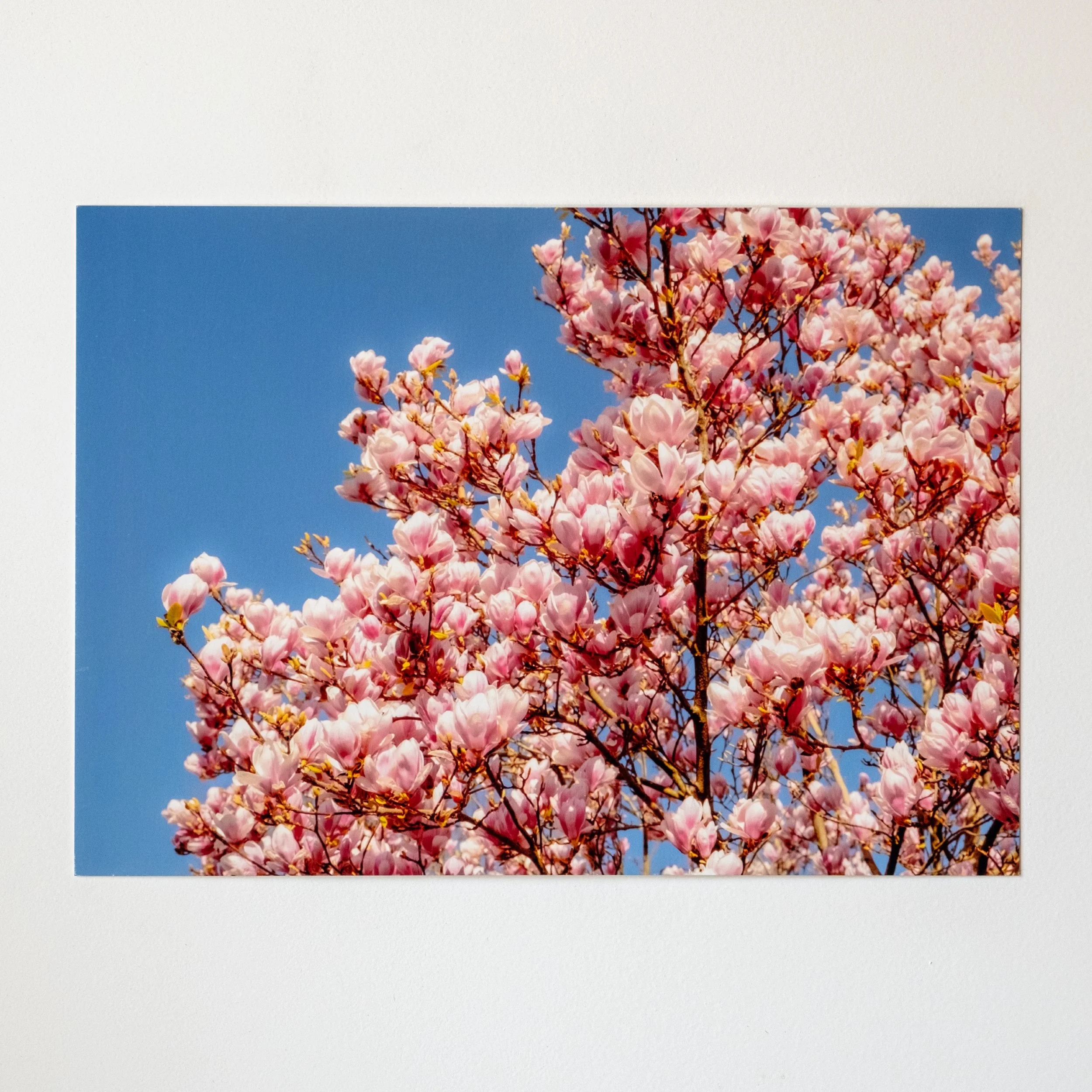 Magnolia. | A4 ART PRINT