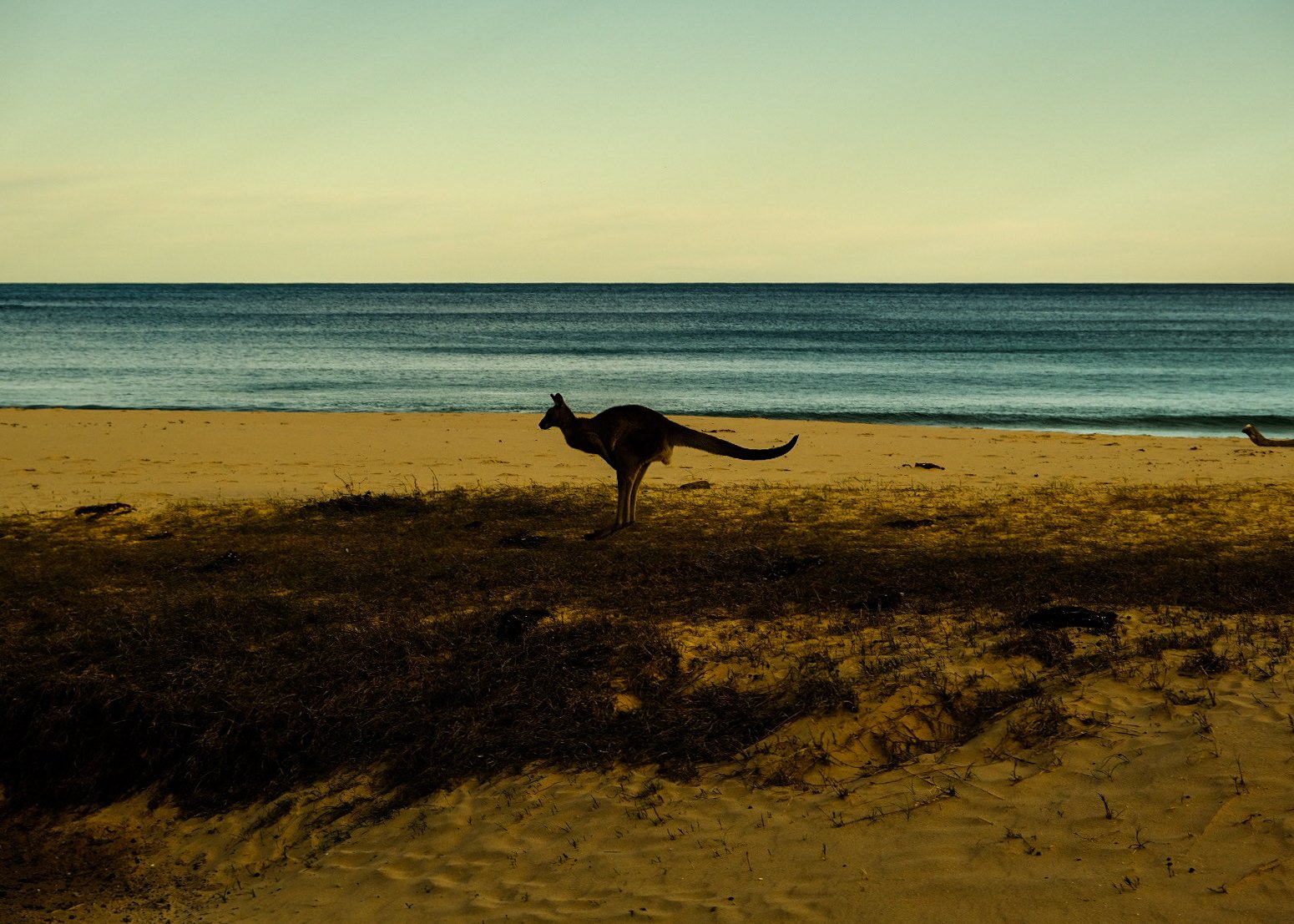 "Wild Kangaroo", Australia.